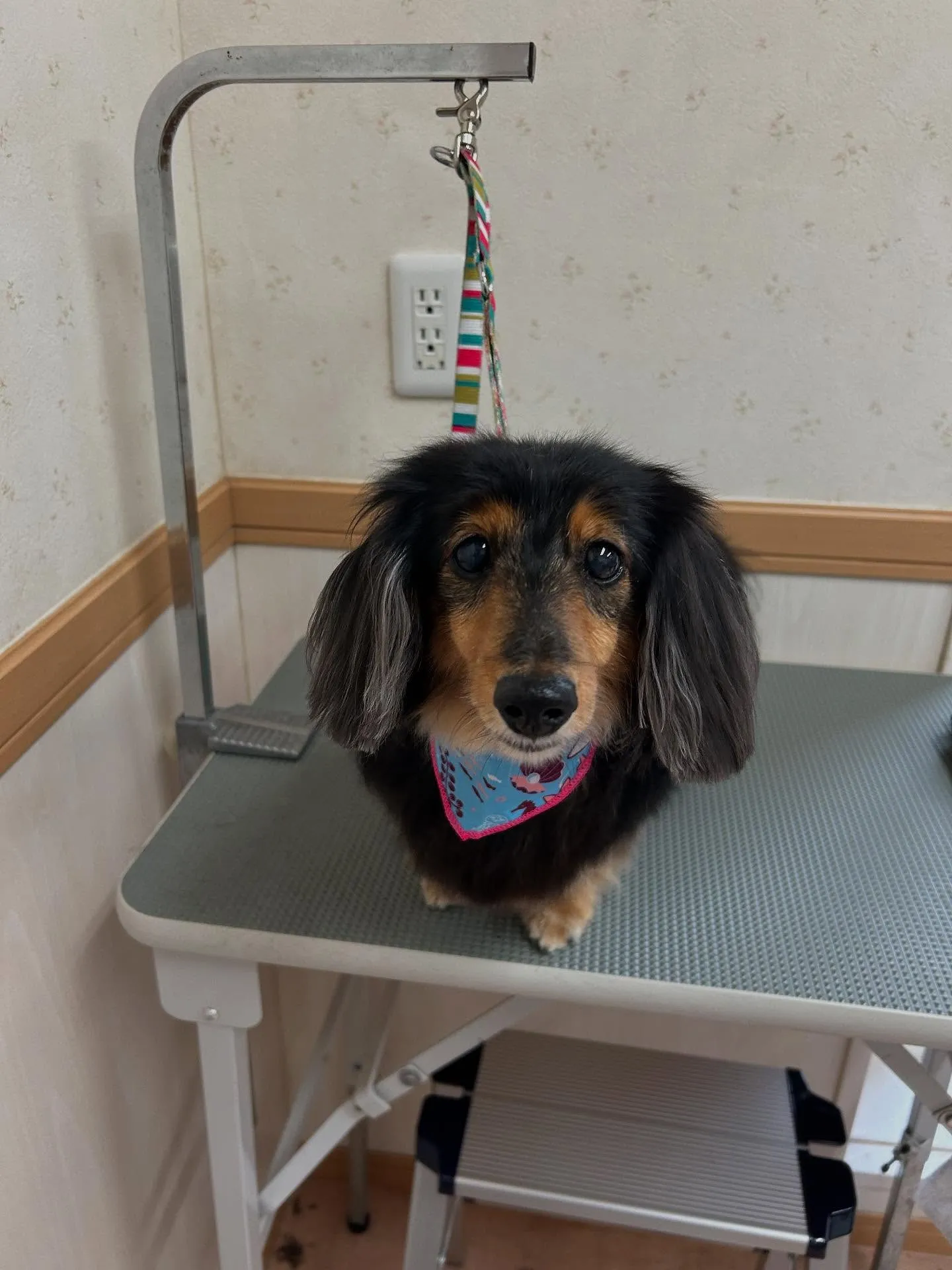 犬のトリミング✂️