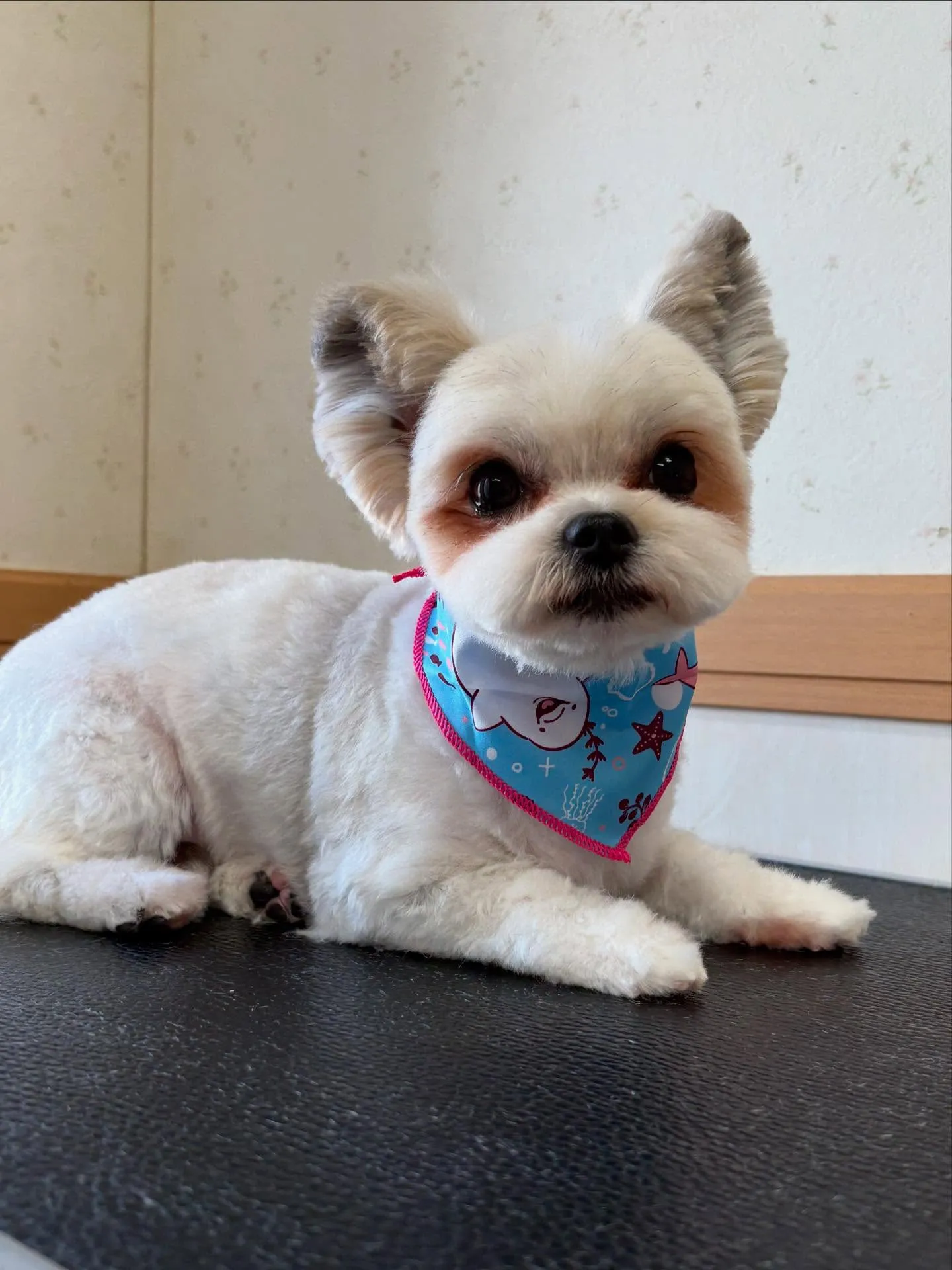 犬のトリミング✂️