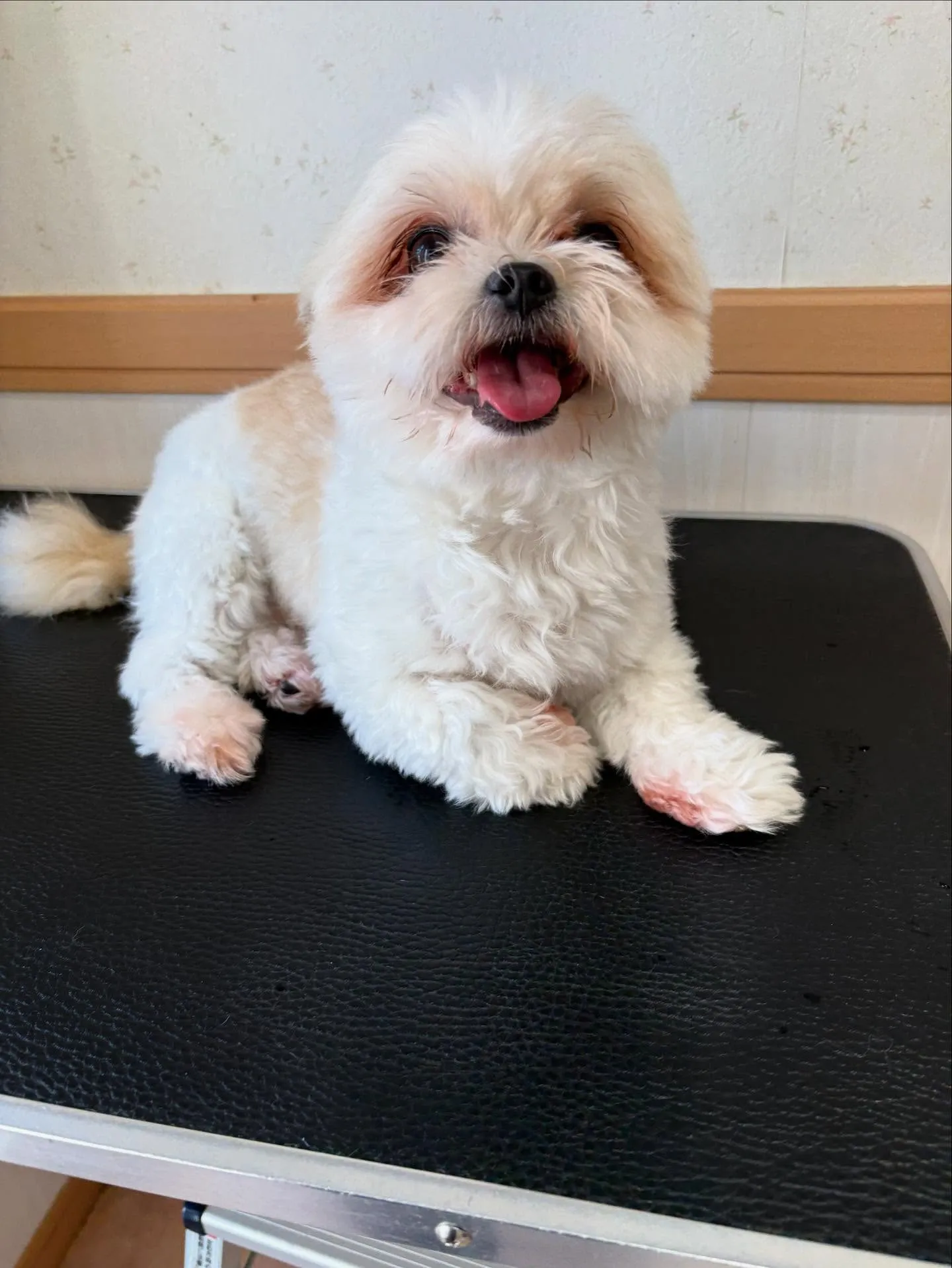犬のトリミング✂️