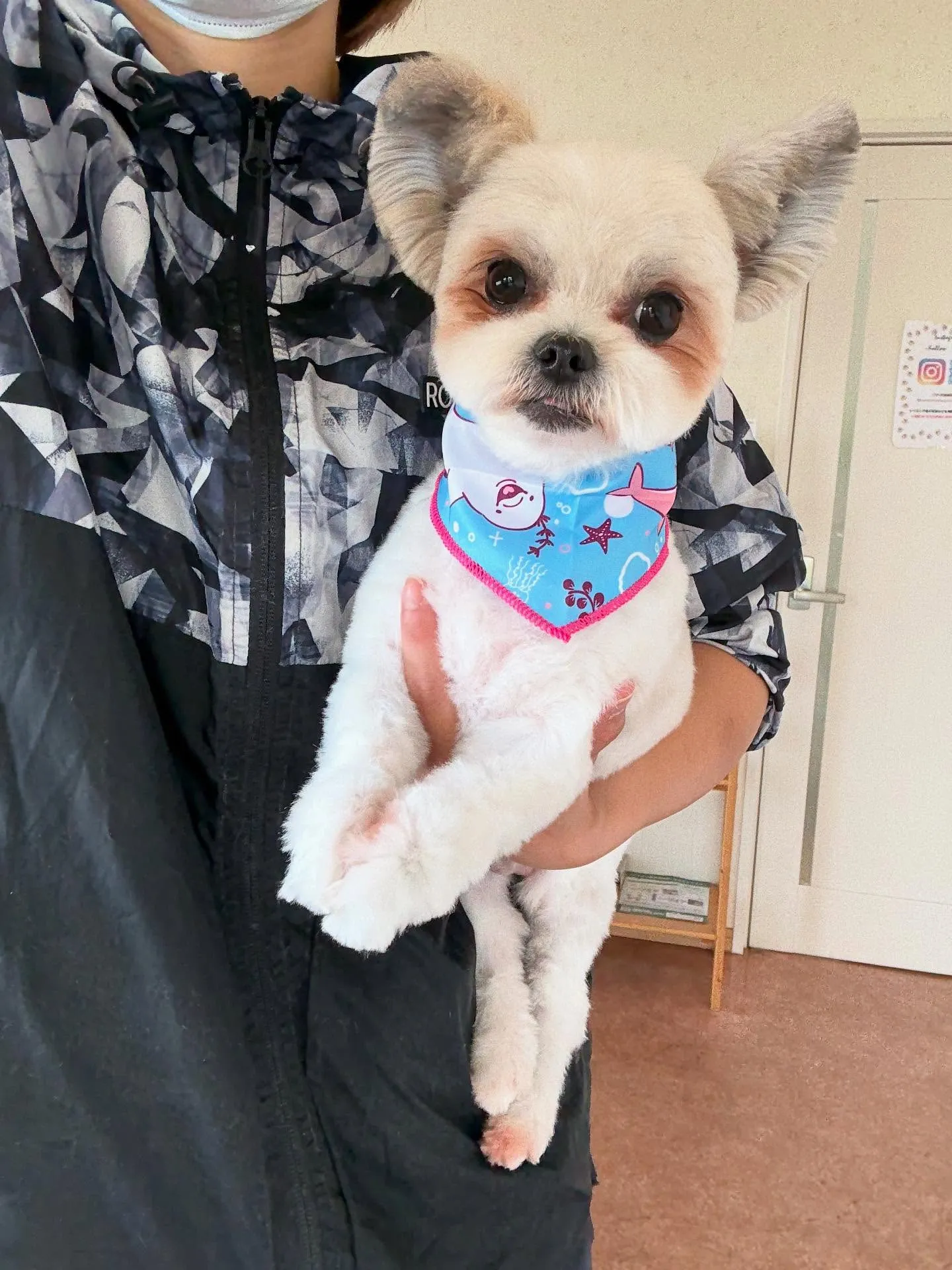 犬のトリミング✂️