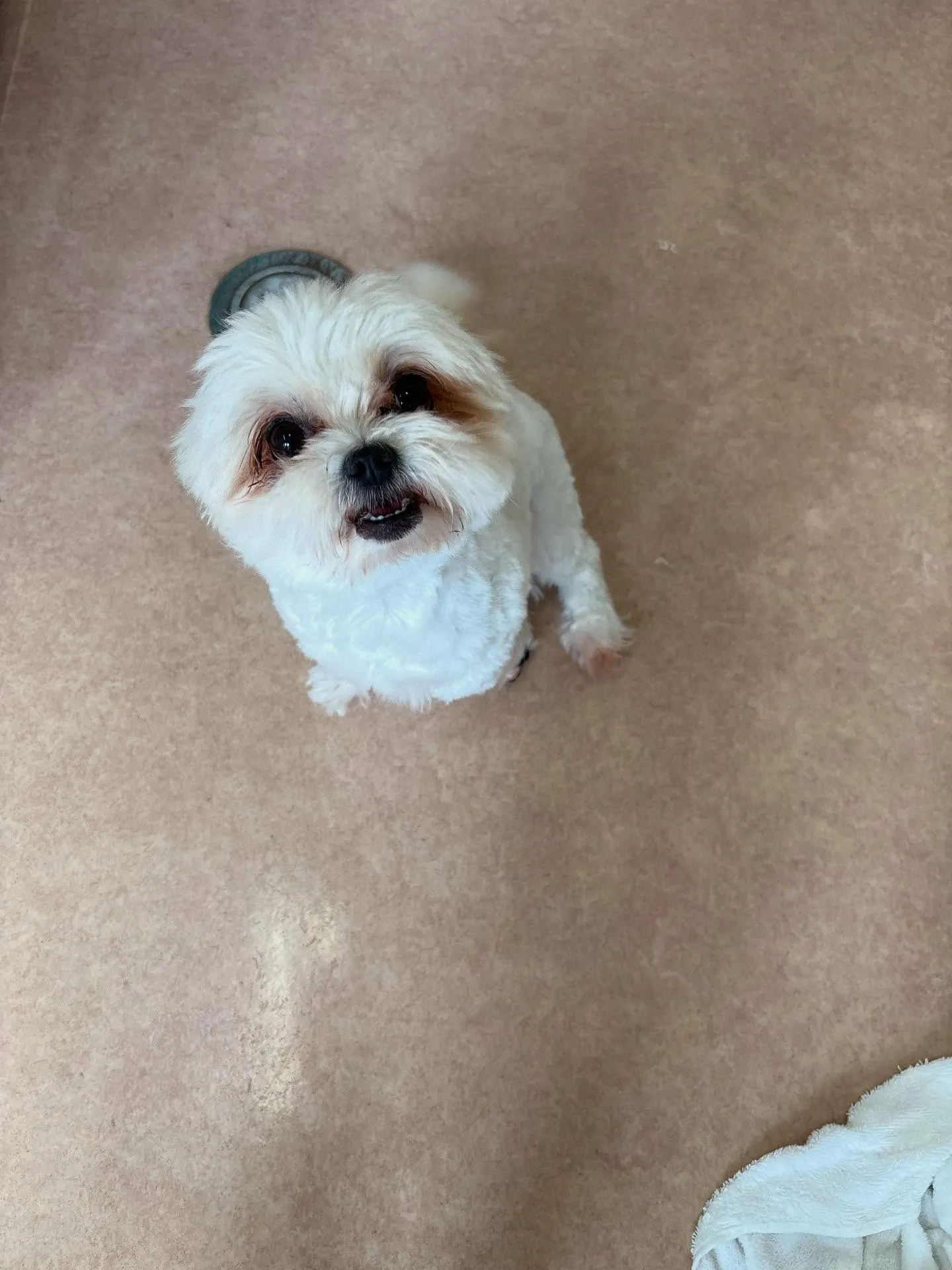 犬のトリミング✂️