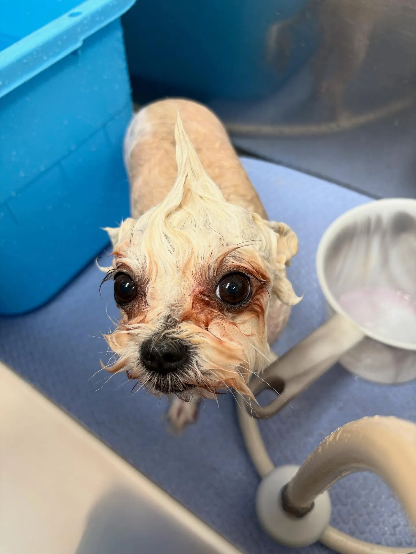 犬のトリミング✂️