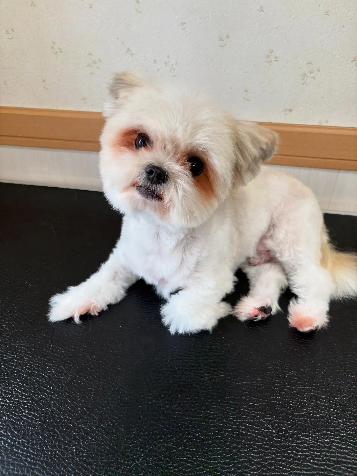 犬のトリミング✂️