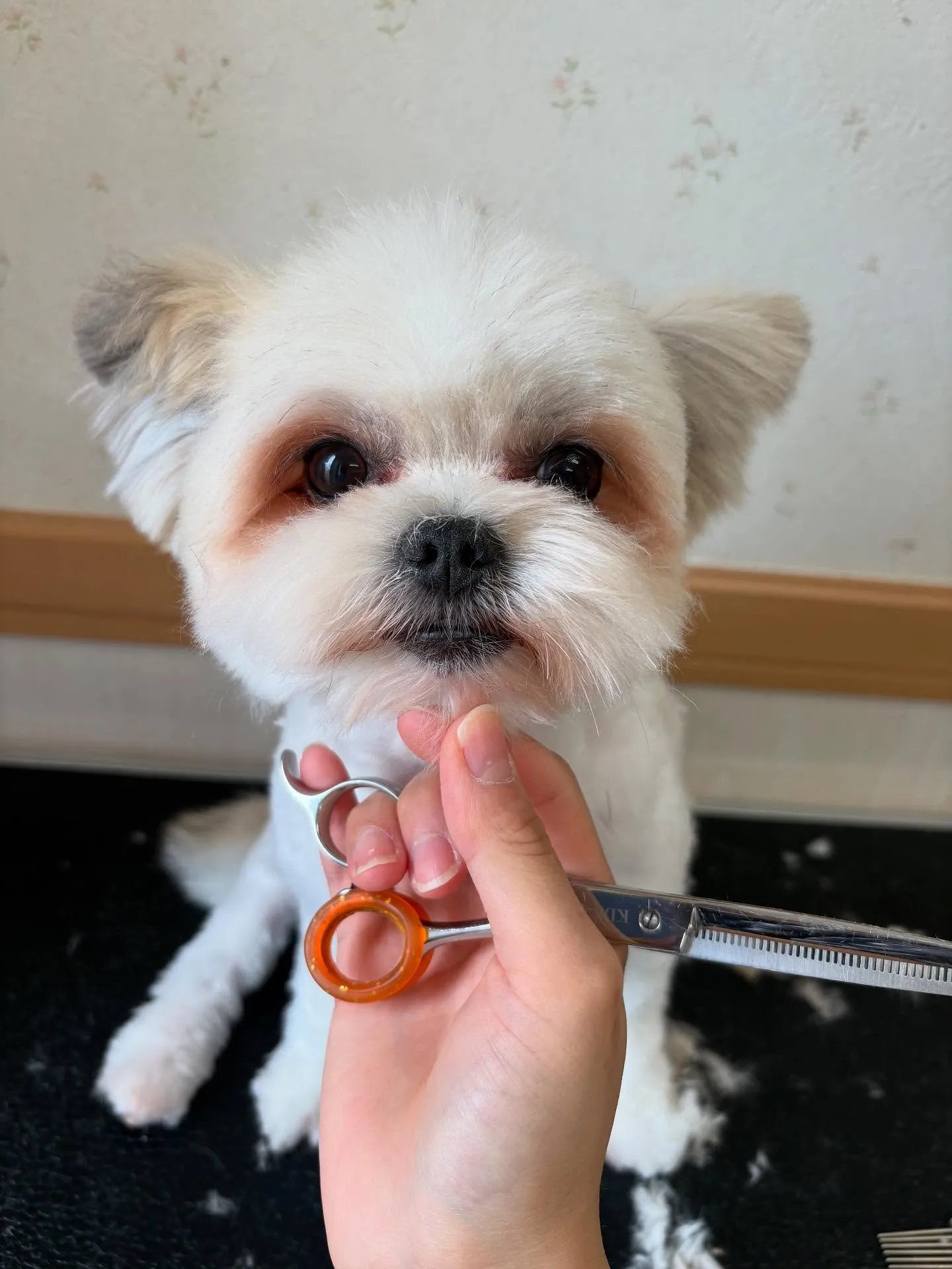 犬のトリミング✂️