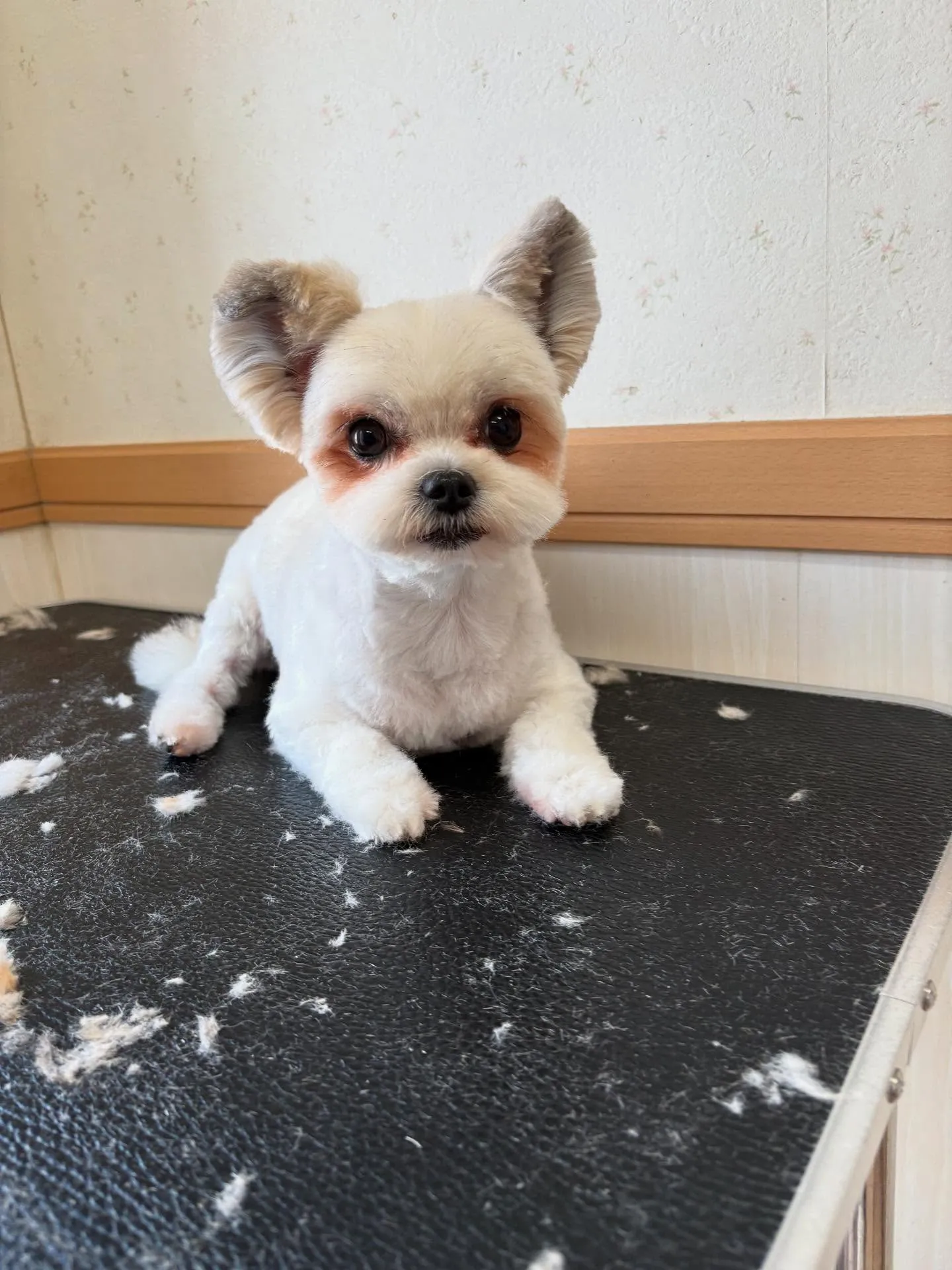 犬のトリミング✂️