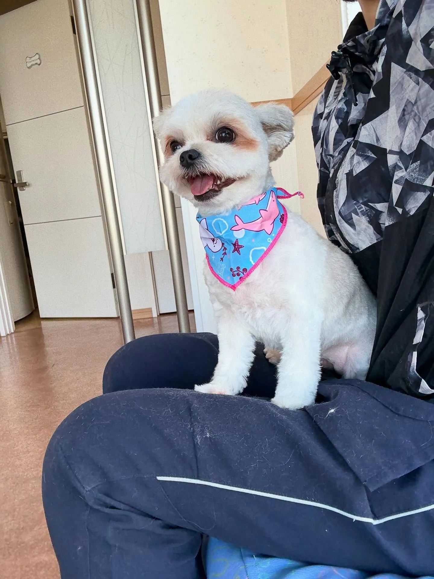 犬のトリミング✂️