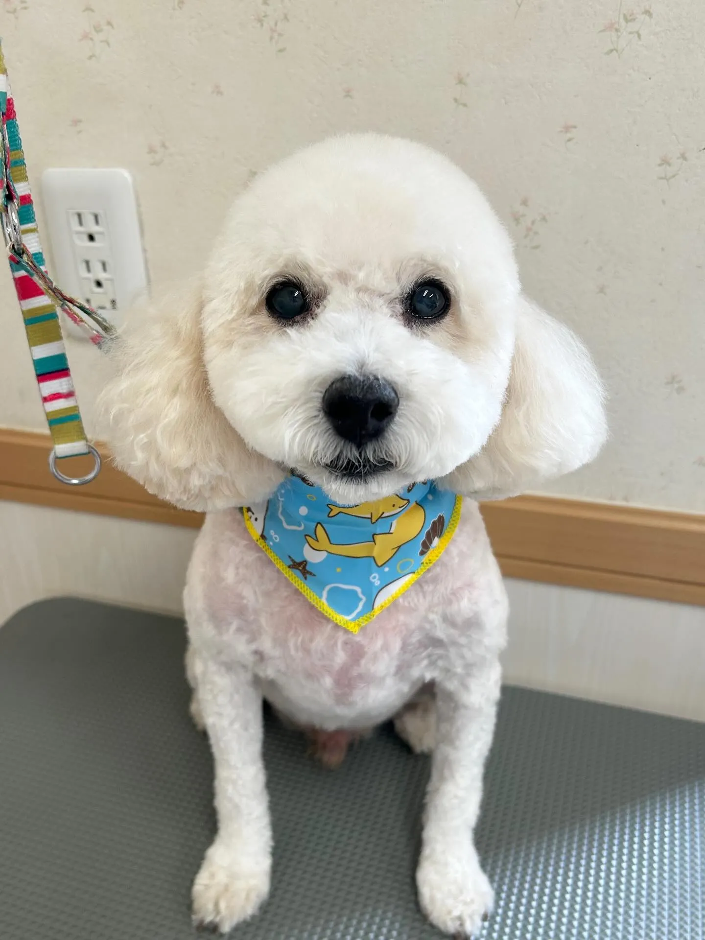 犬のトリミング✂️