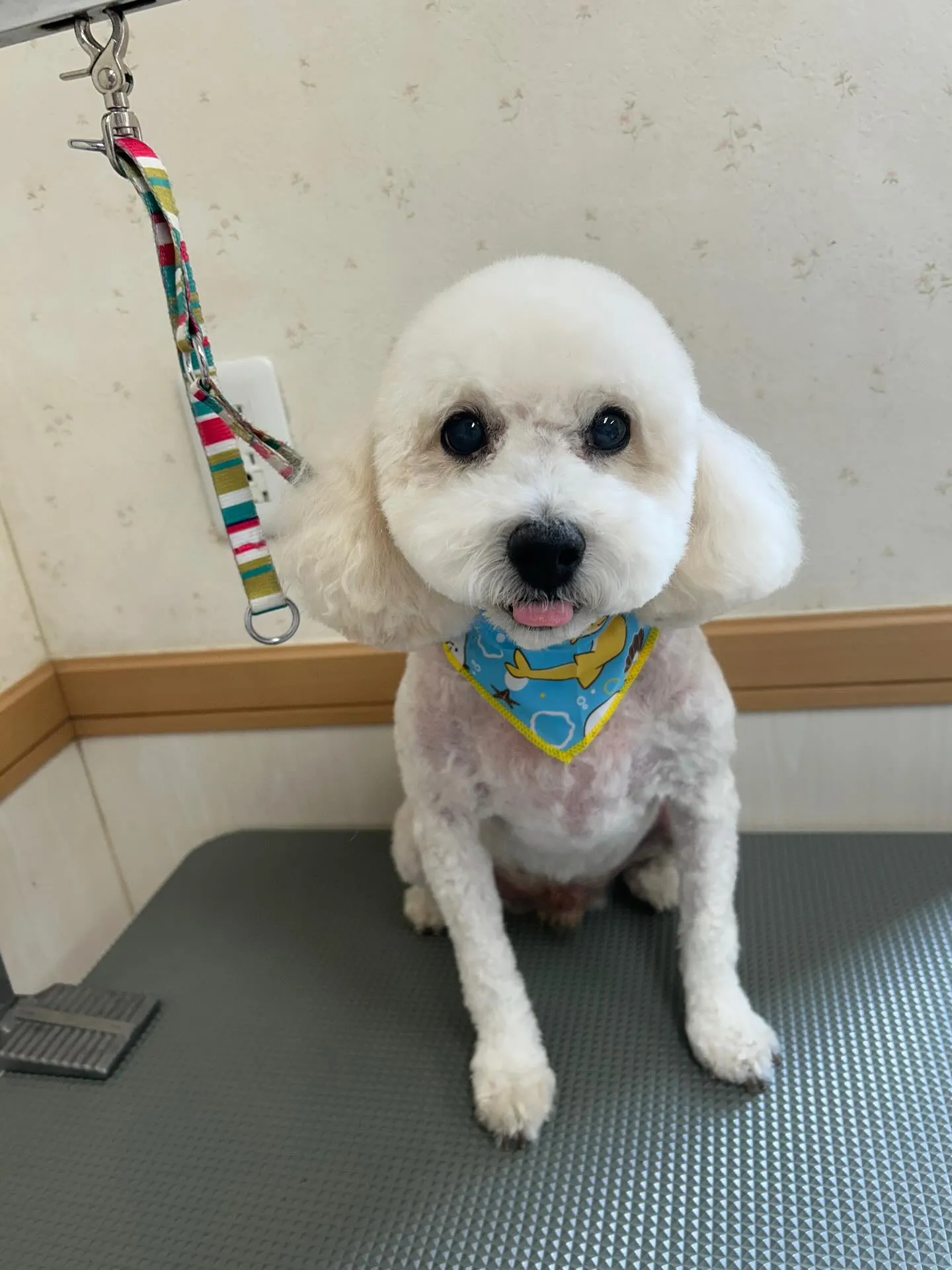 犬のトリミング✂️