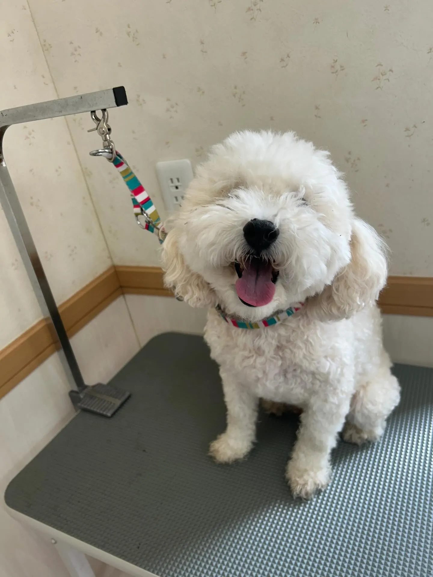 犬のトリミング✂️
