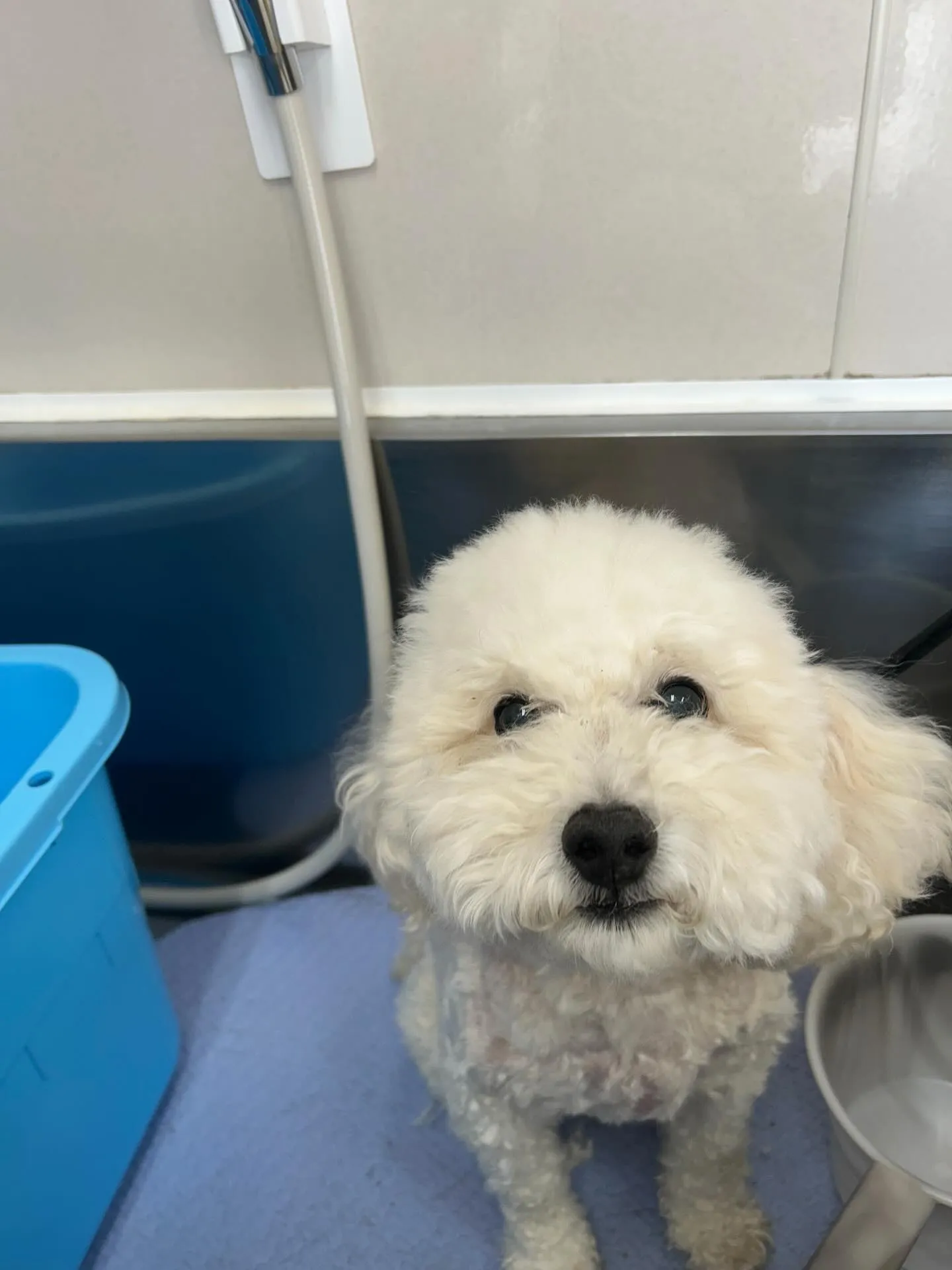 犬のトリミング✂️