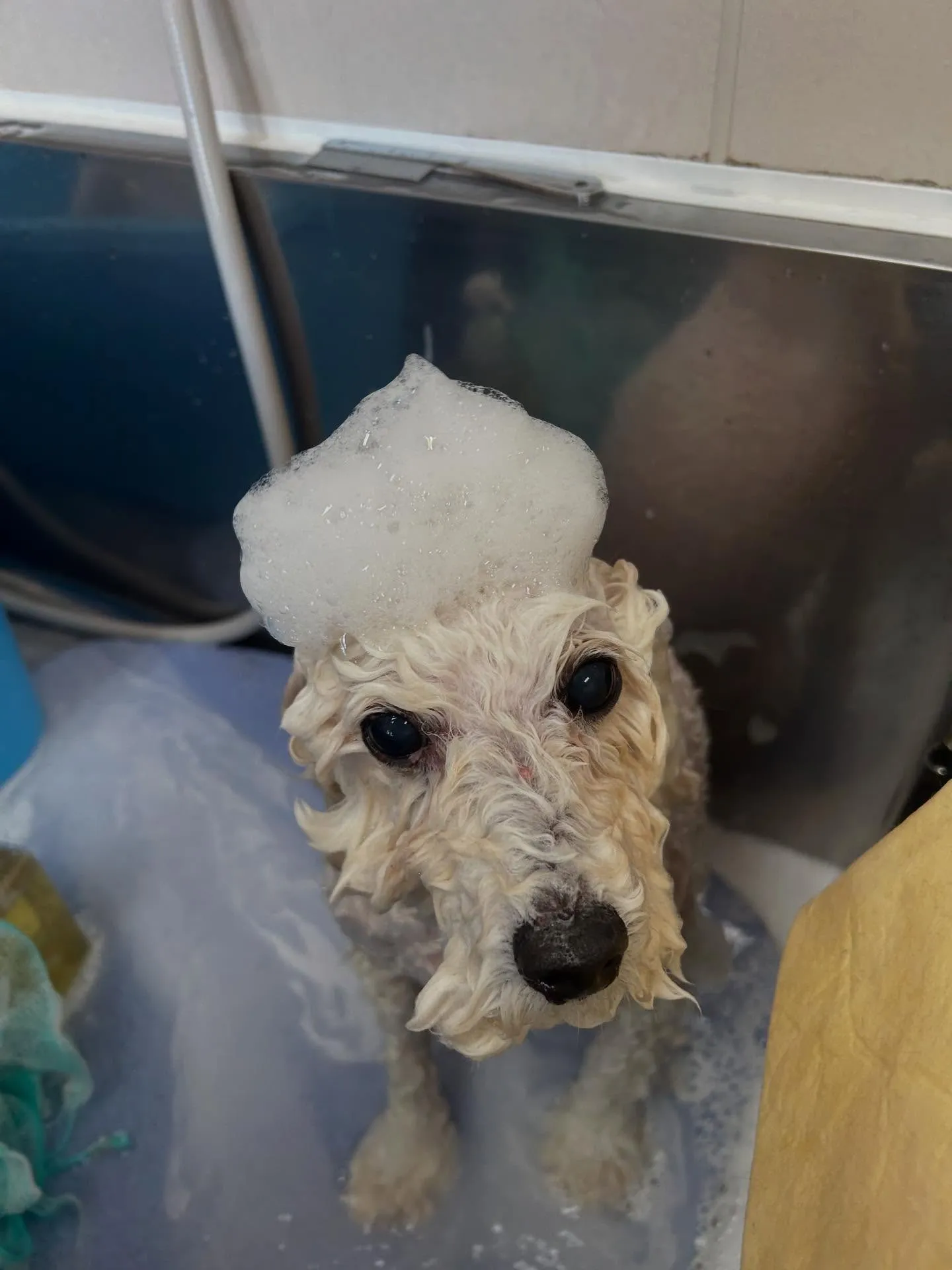 犬のトリミング✂️