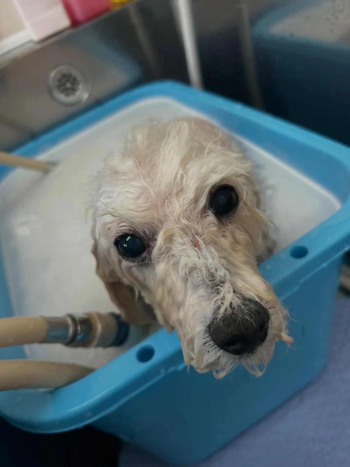 犬のトリミング✂️