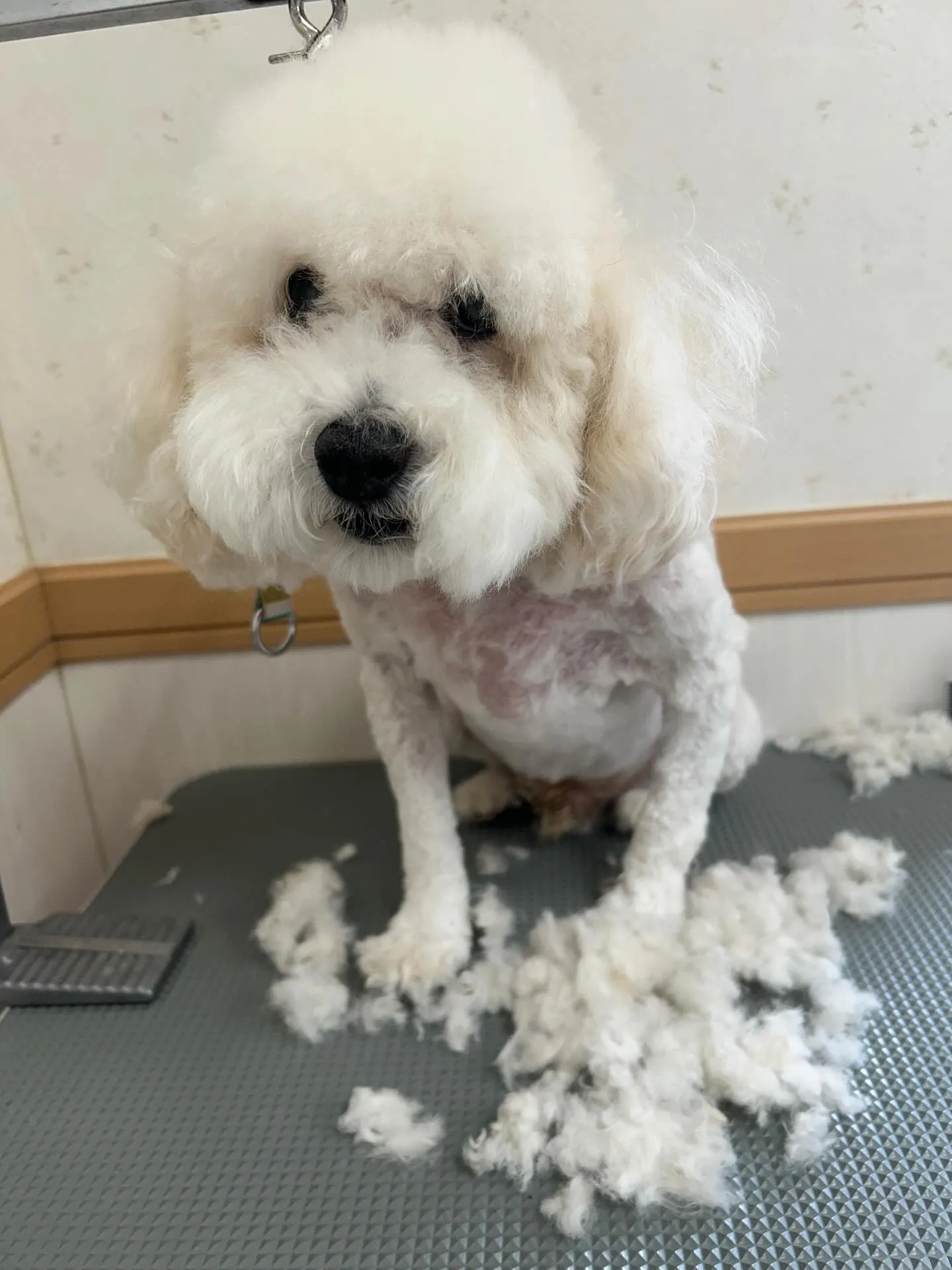 犬のトリミング✂️