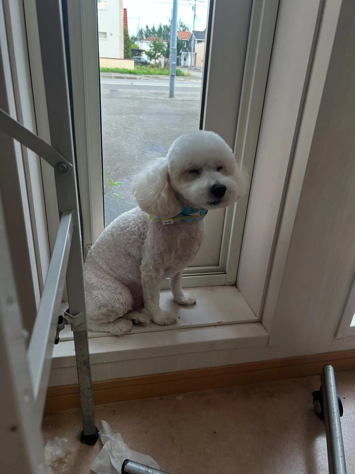 犬のトリミング✂️