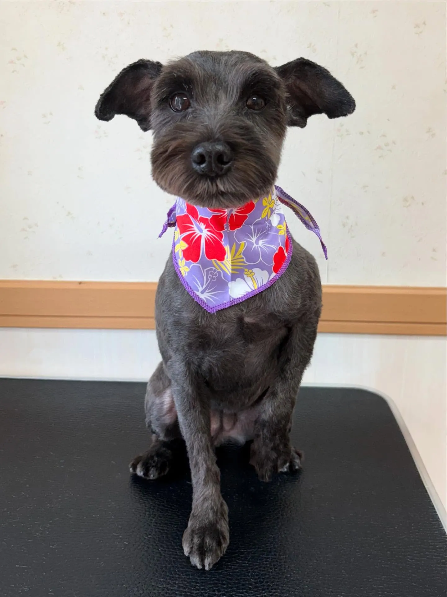 犬のトリミング✂️