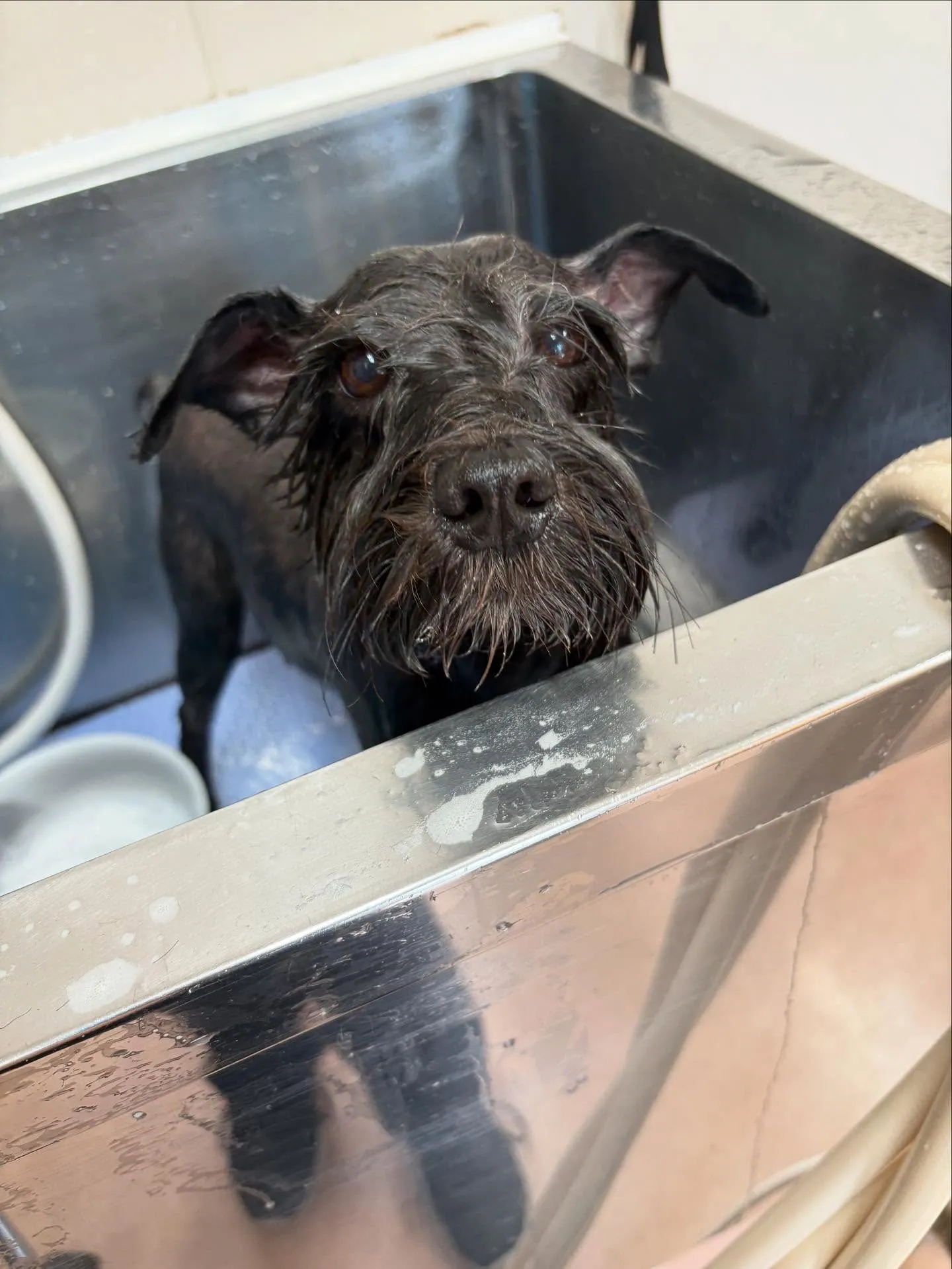 犬のトリミング✂️