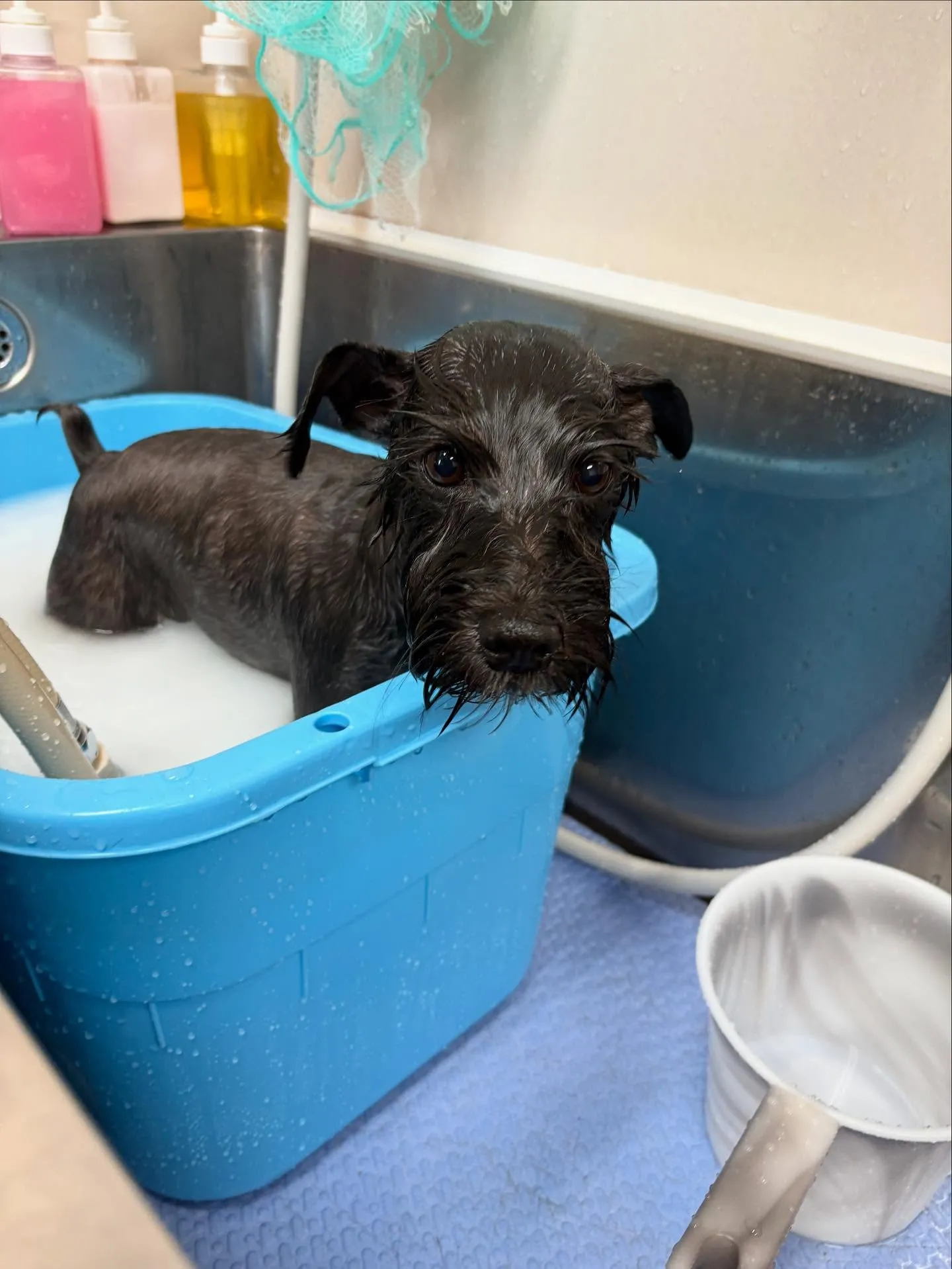 犬のトリミング✂️