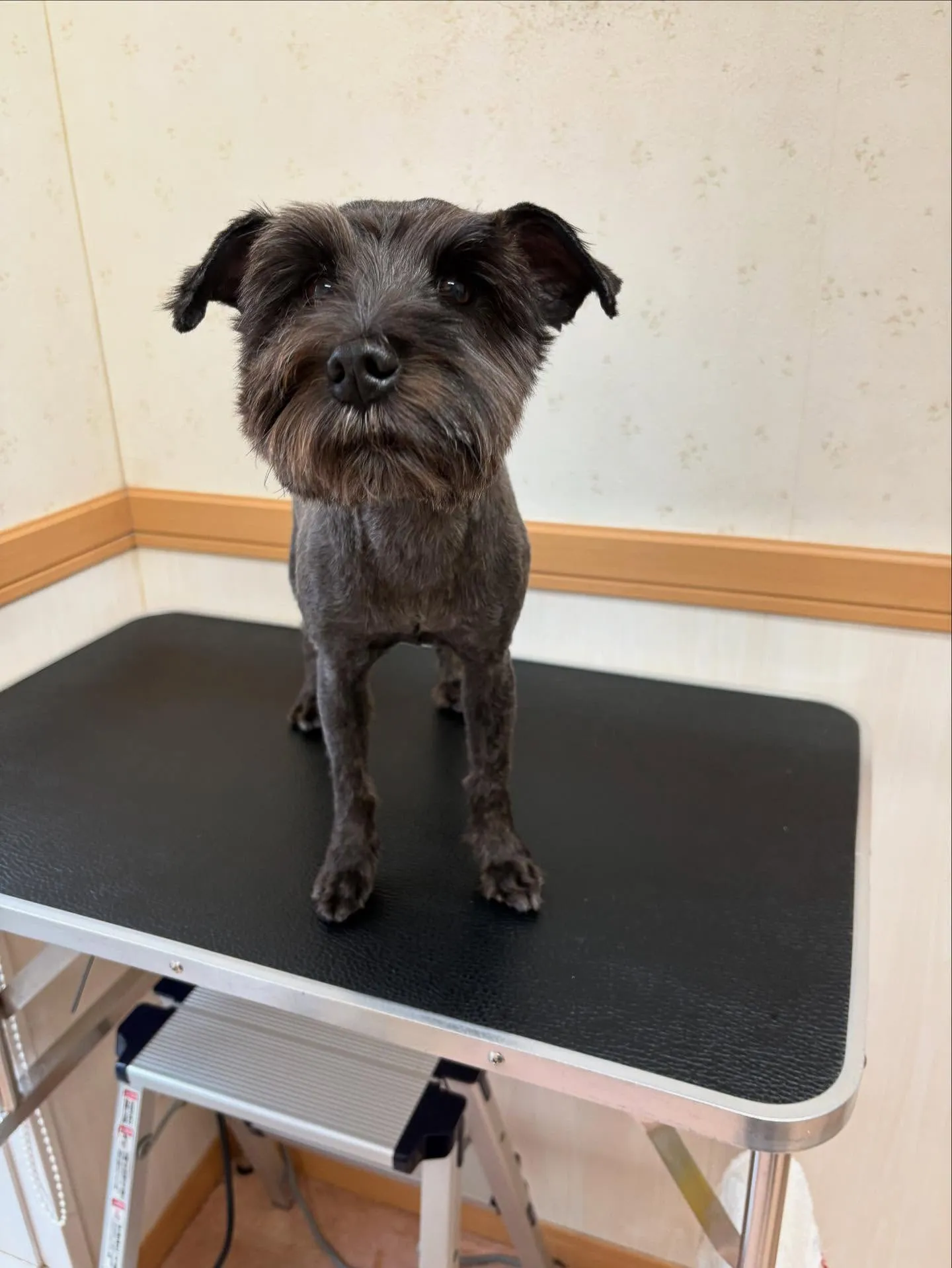 犬のトリミング✂️