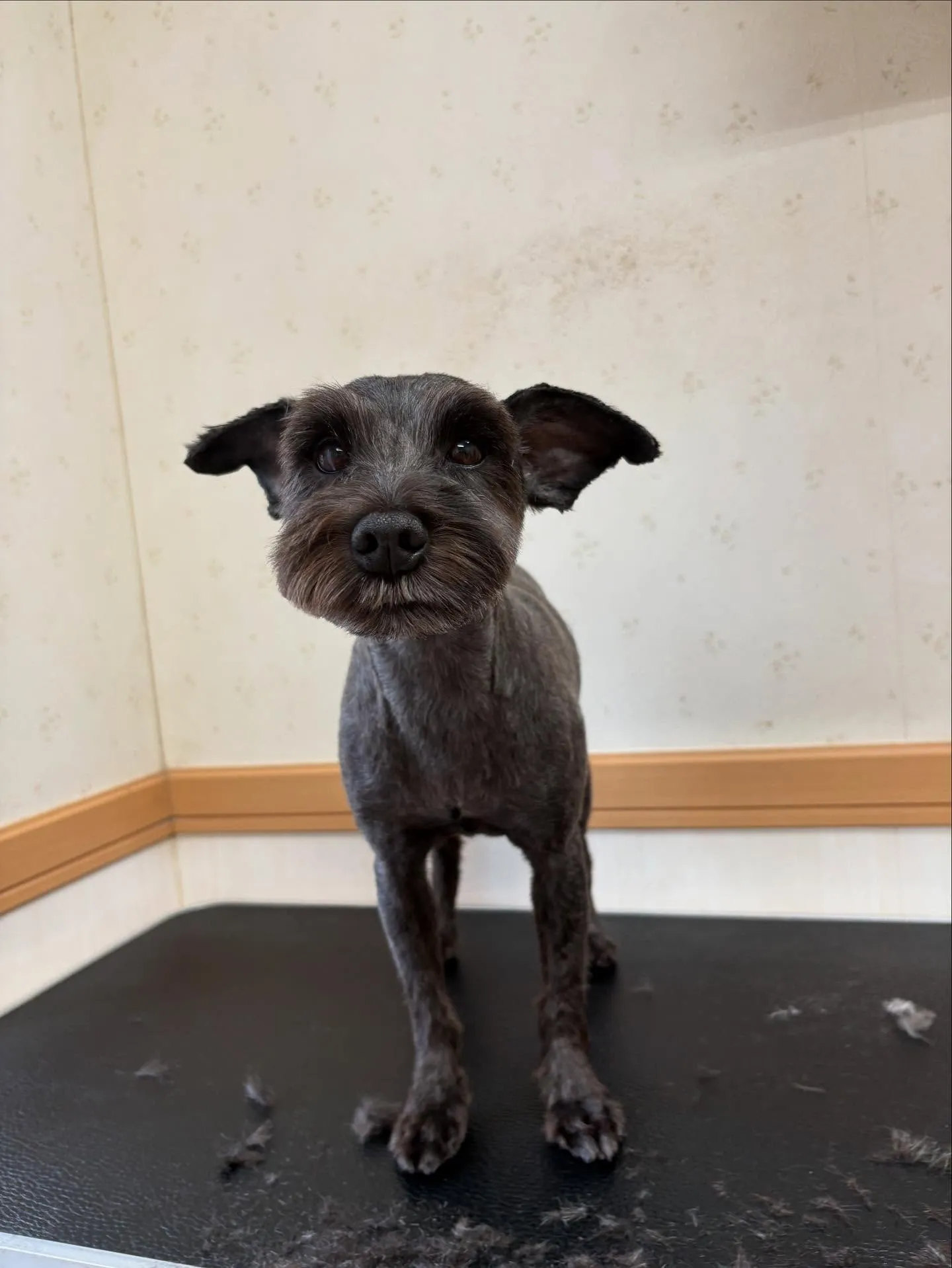 犬のトリミング✂️