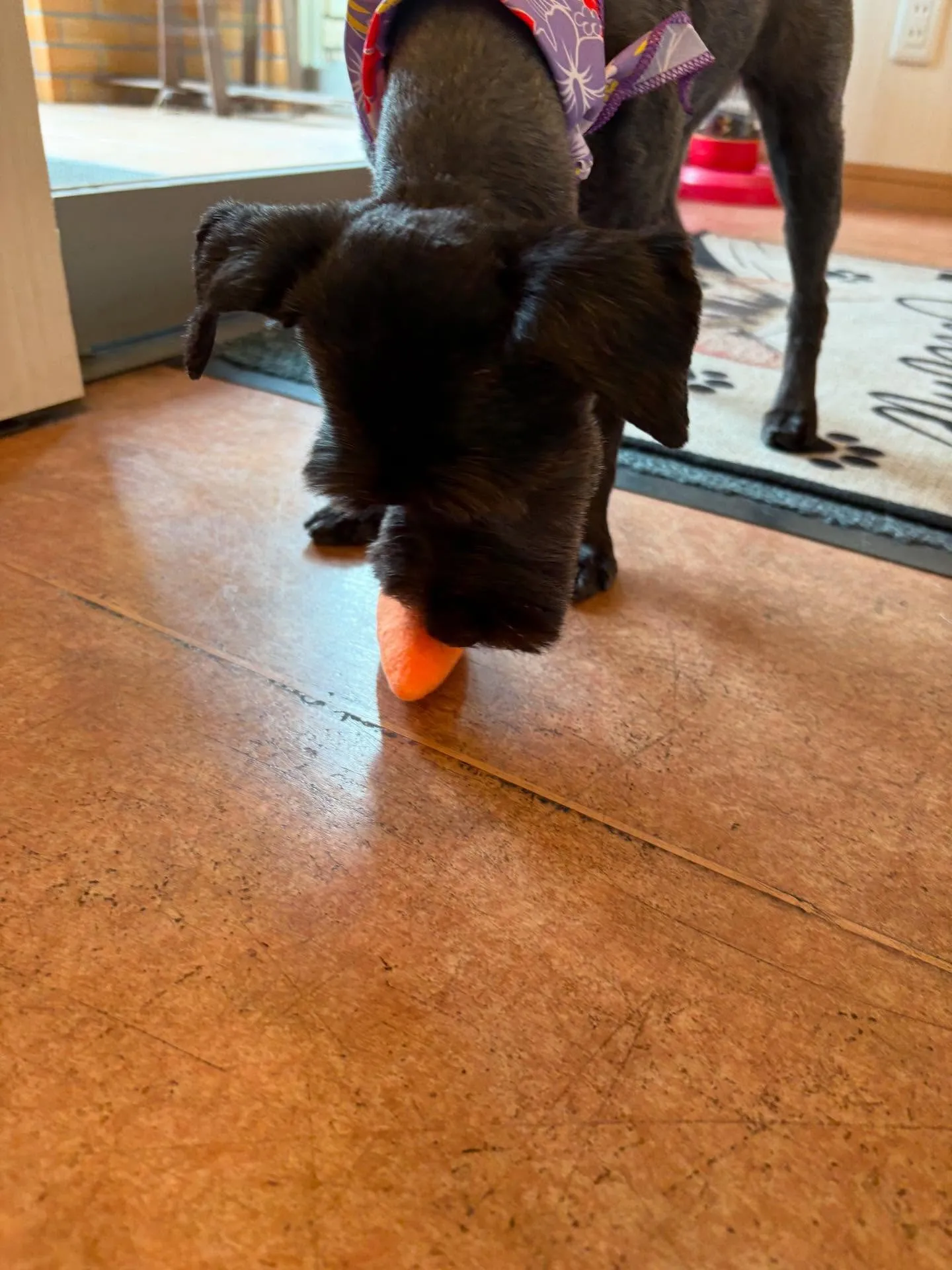 犬のトリミング✂️