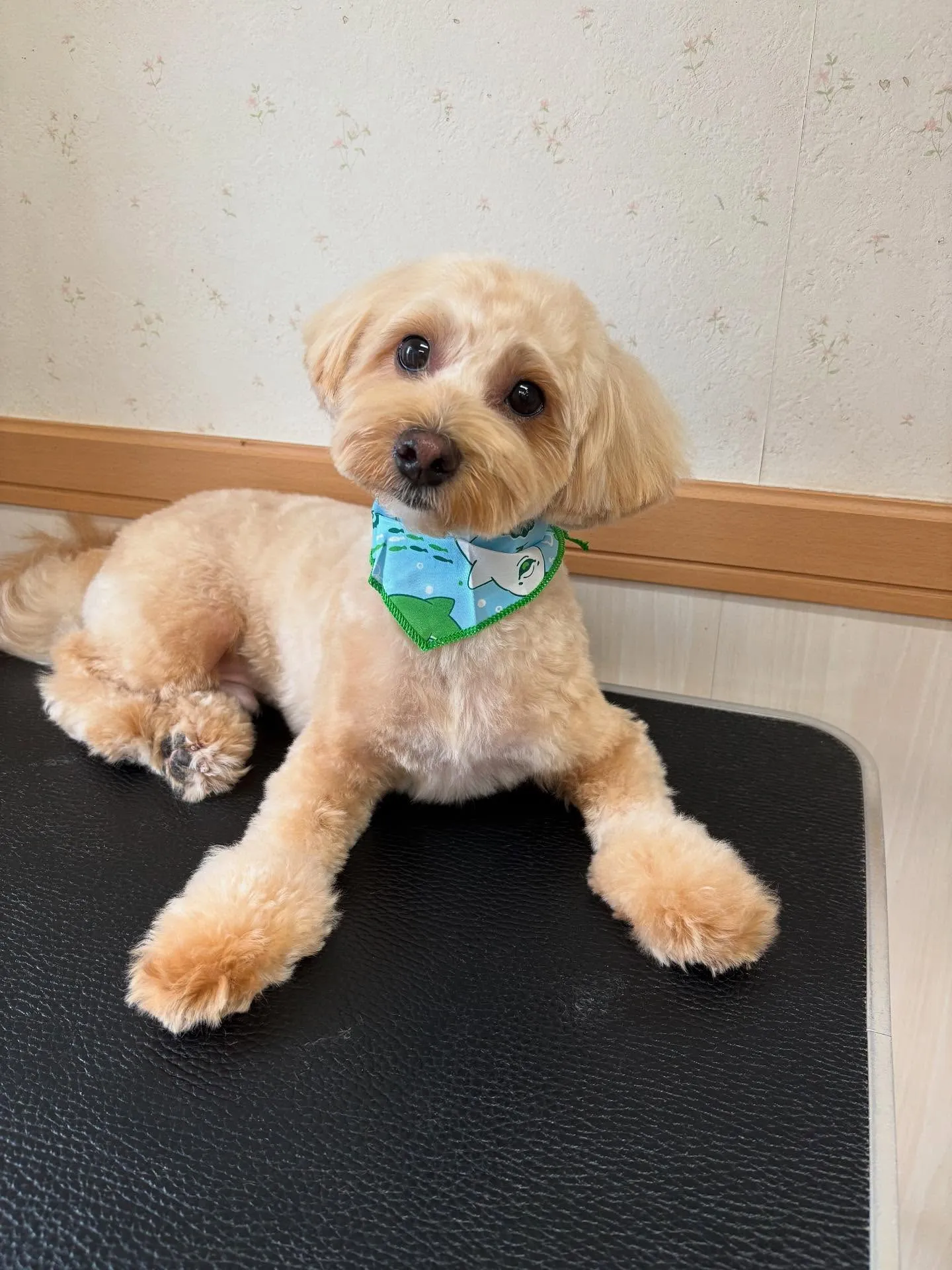 犬のトリミング✂️