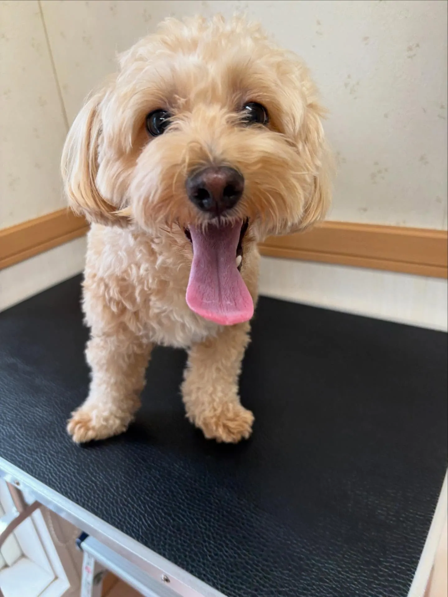犬のトリミング✂️