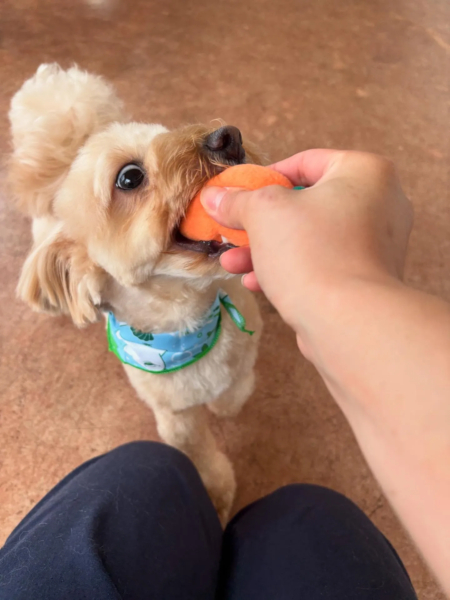 犬のトリミング✂️