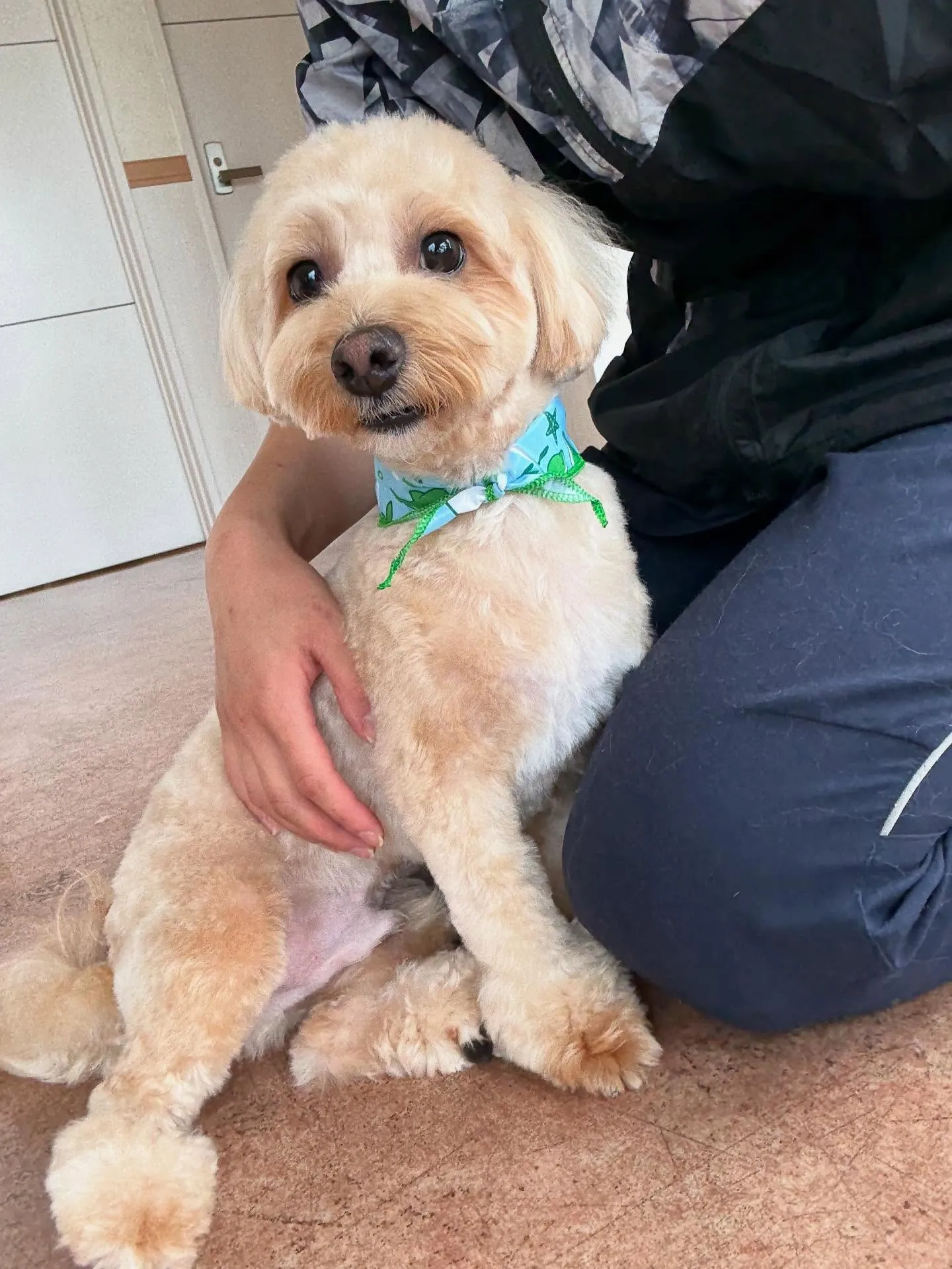 犬のトリミング✂️