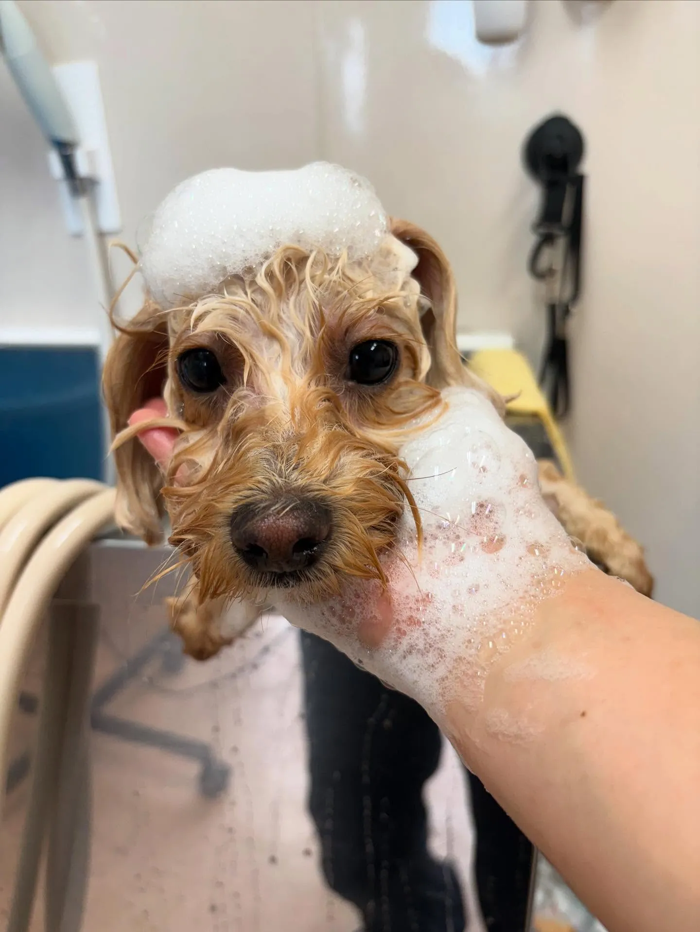 犬のトリミング✂️