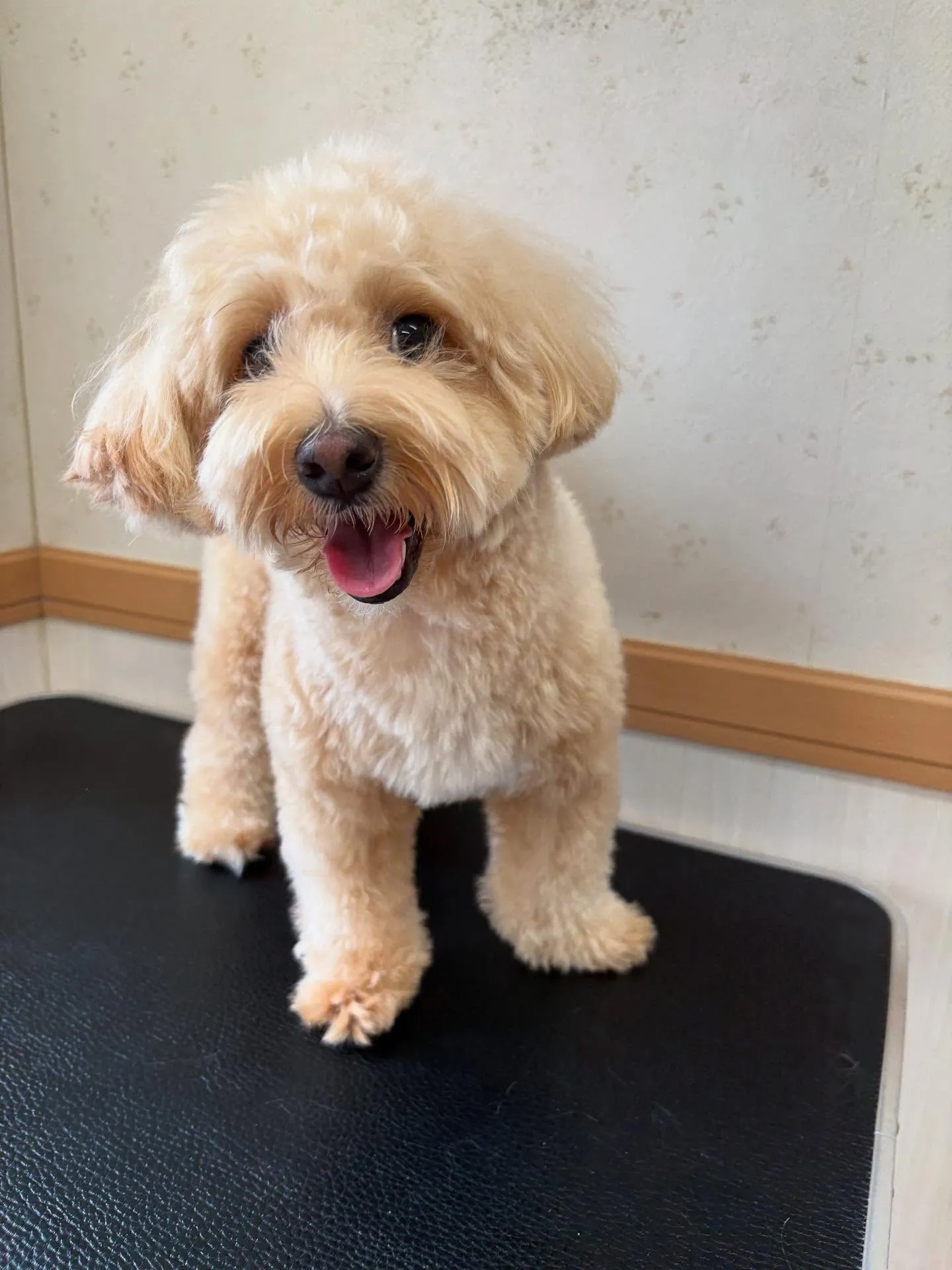 犬のトリミング✂️
