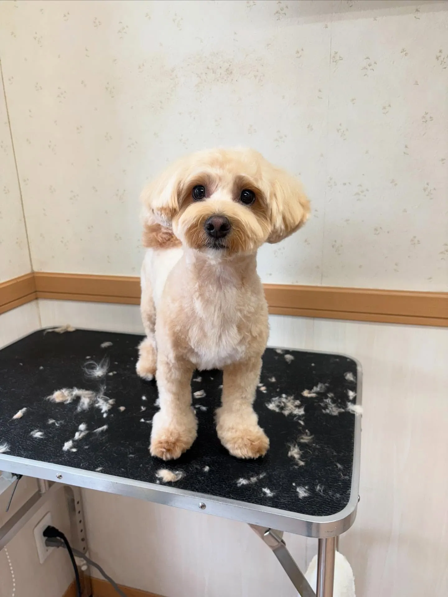 犬のトリミング✂️