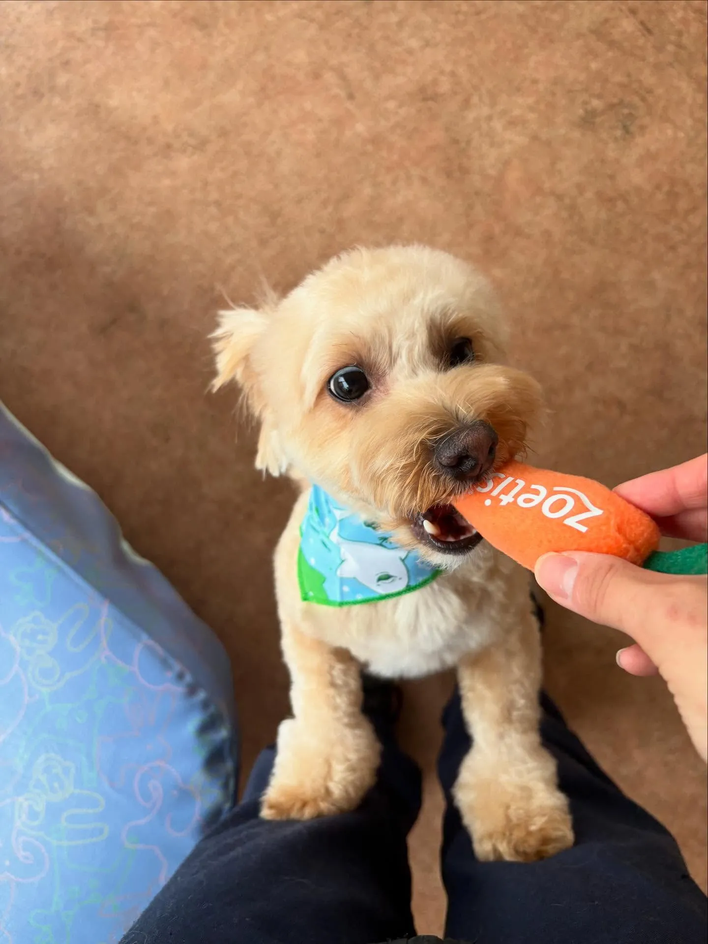 犬のトリミング✂️