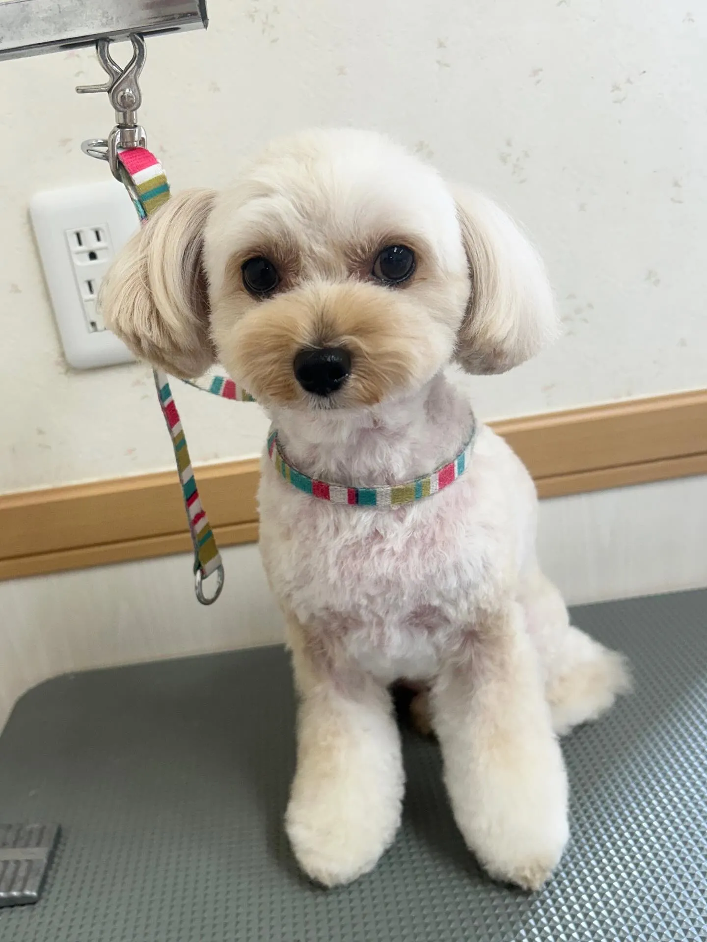 犬のトリミング✂️