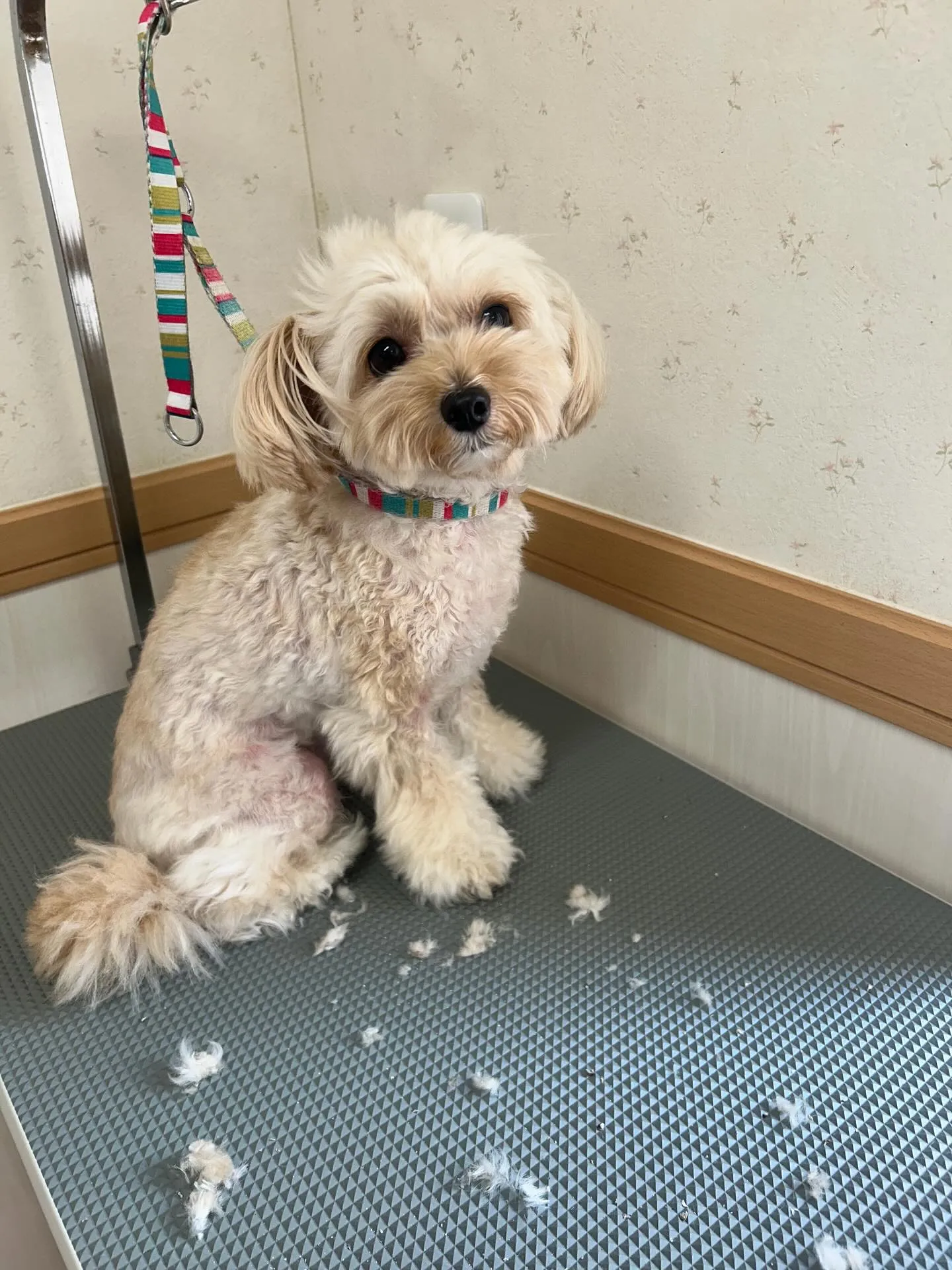 犬のトリミング✂️