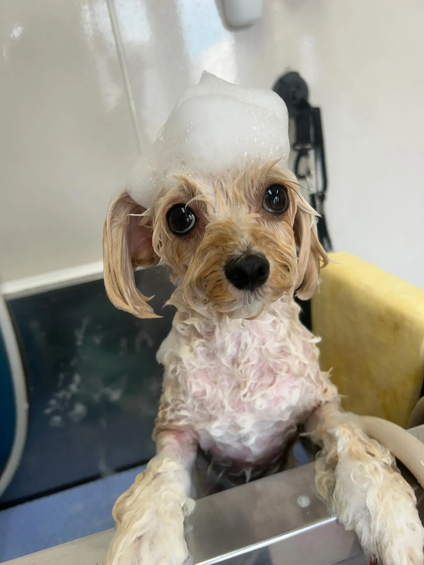 犬のトリミング✂️