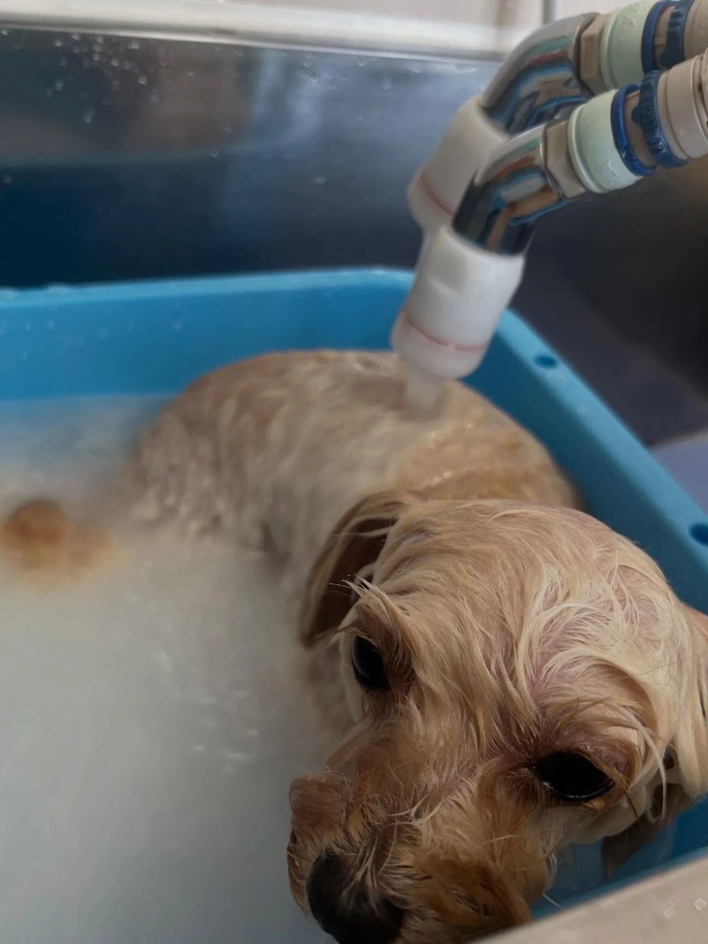犬のトリミング✂️