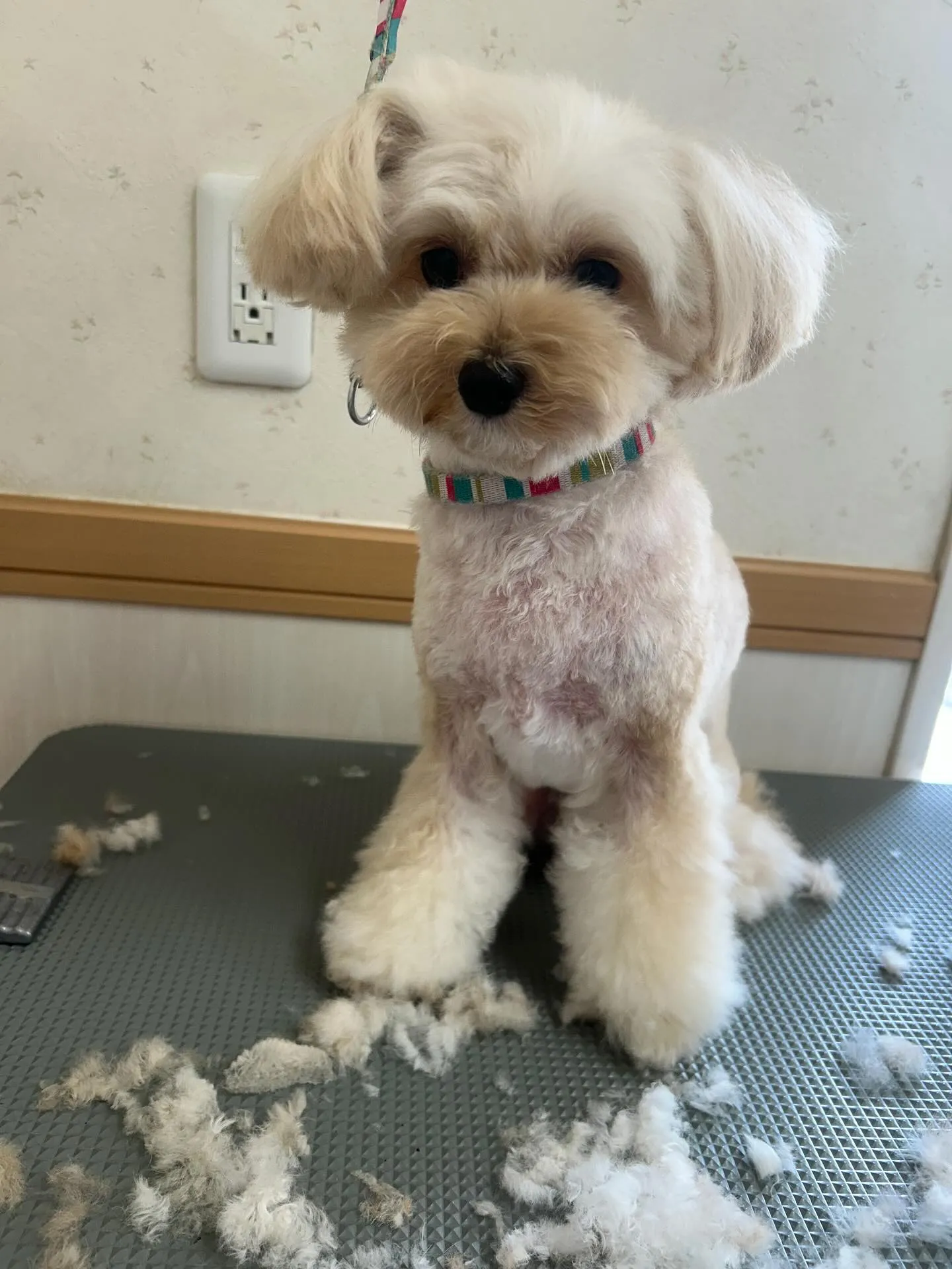 犬のトリミング✂️
