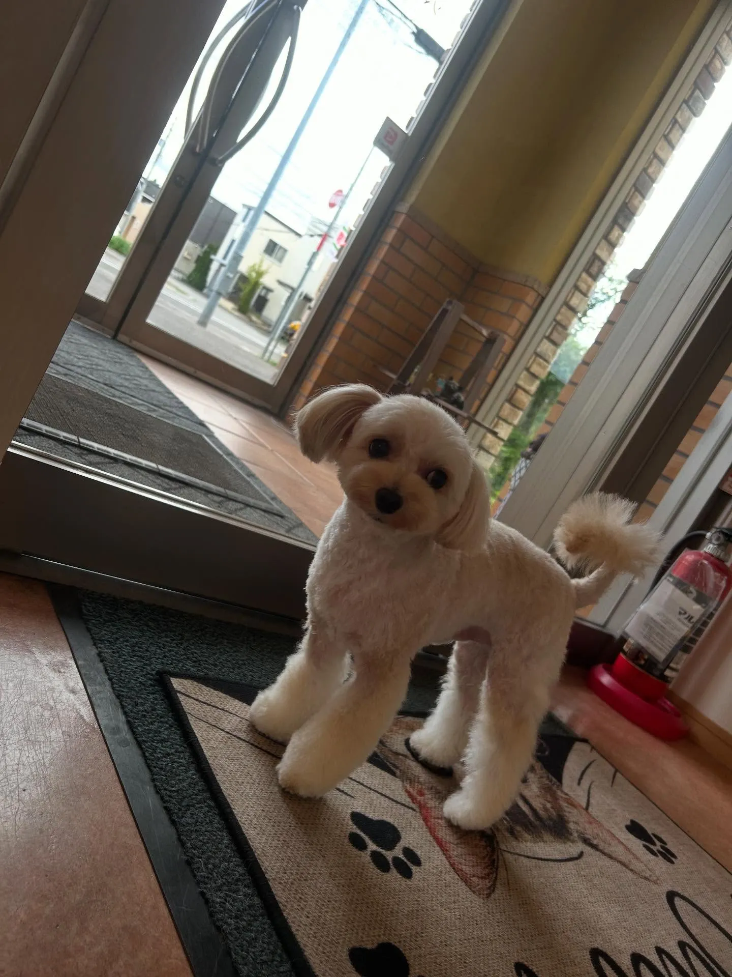 犬のトリミング✂️