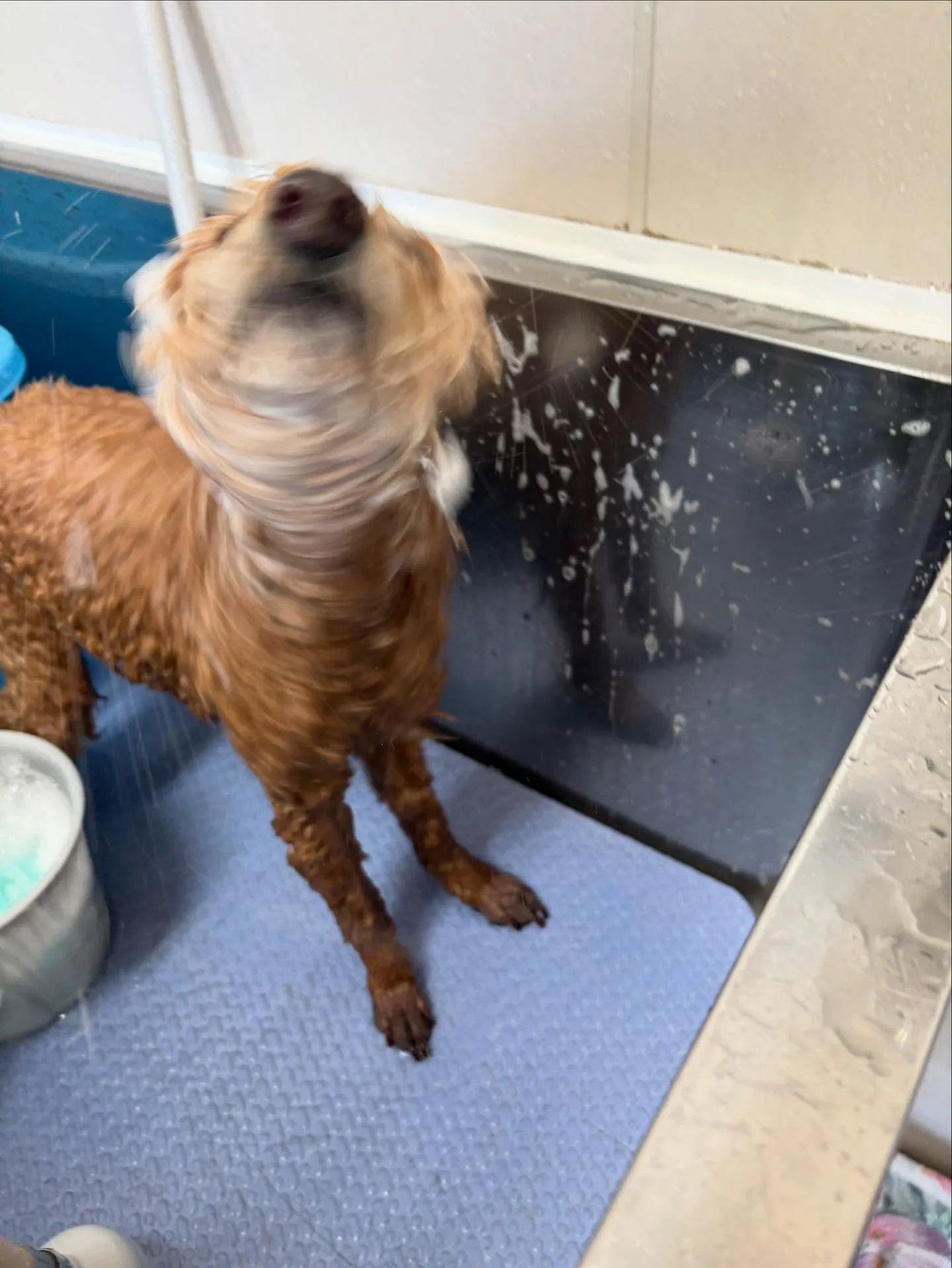 犬のシャンプー🫧