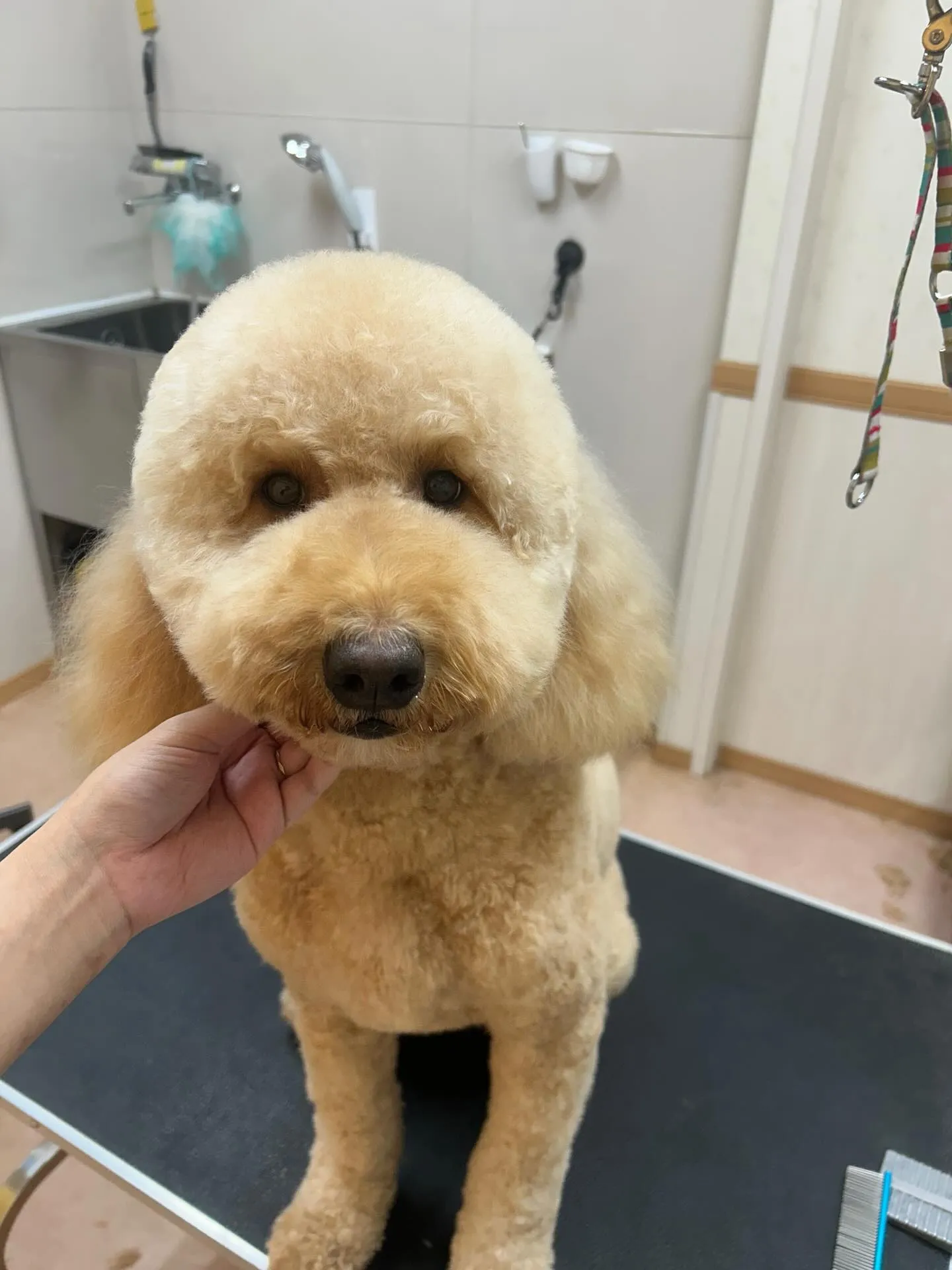 犬のトリミング✂️