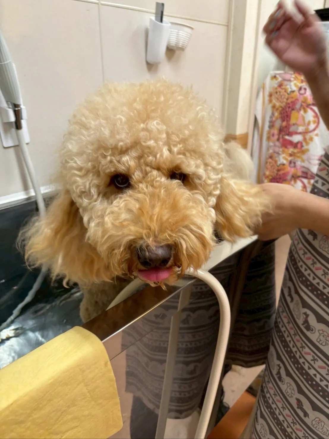 犬のトリミング✂️
