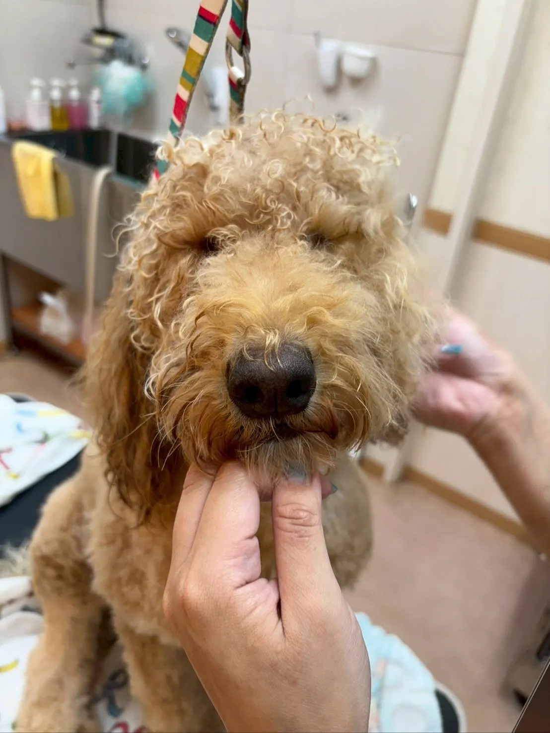 犬のトリミング✂️