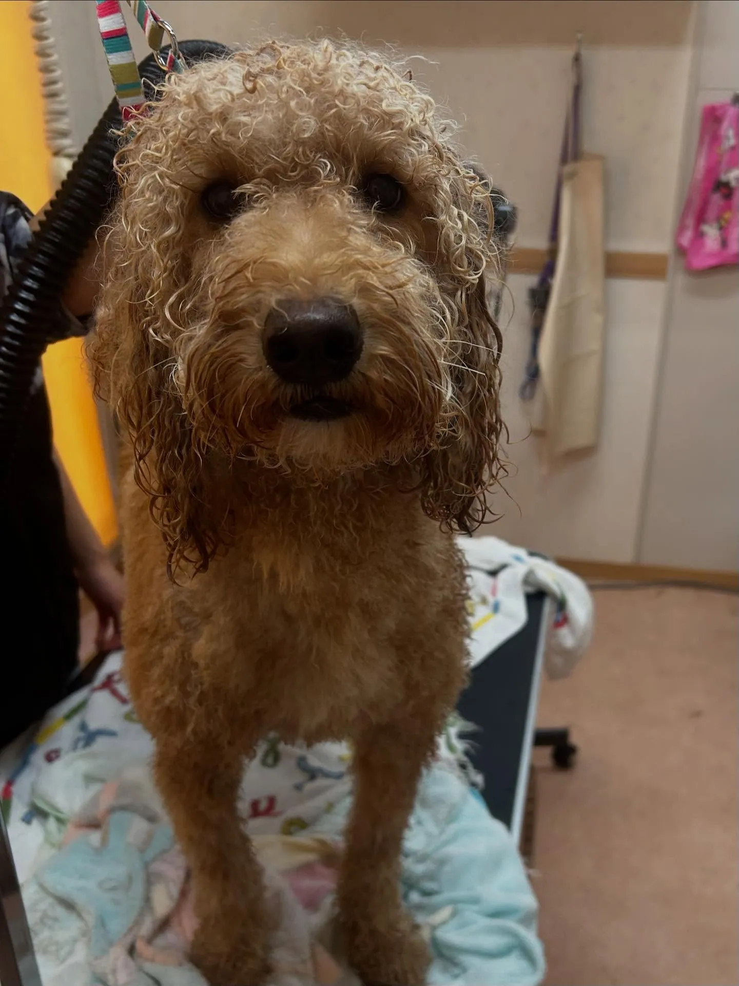 犬のトリミング✂️