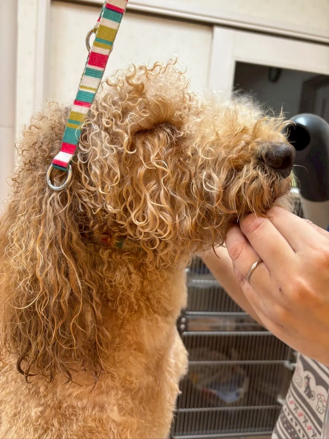 犬のトリミング✂️