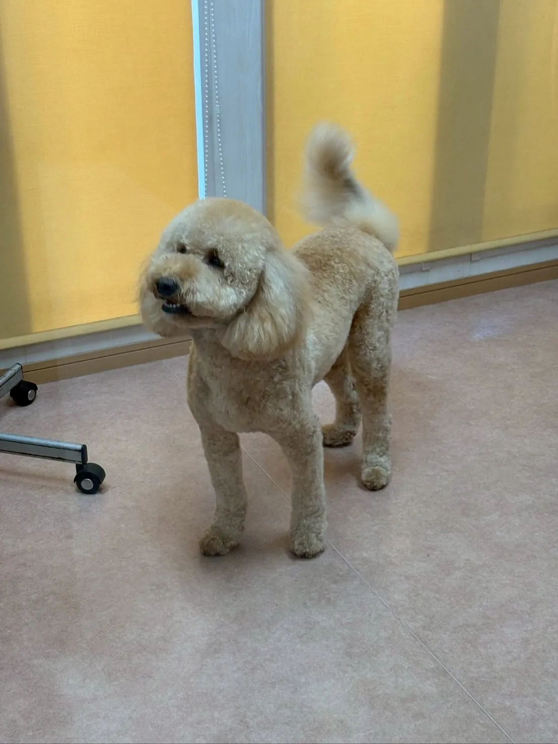 犬のトリミング✂️