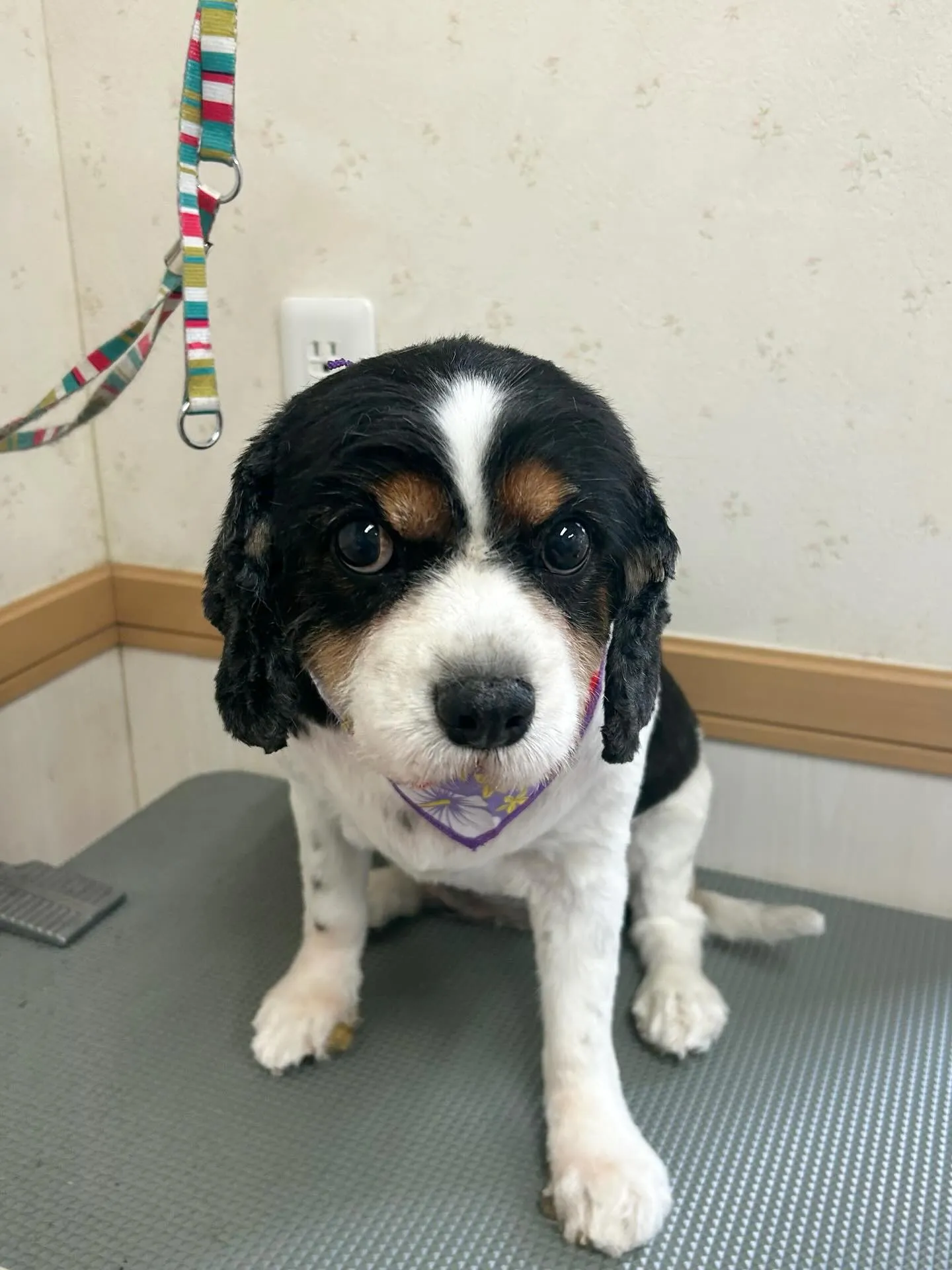 犬のトリミング✂️