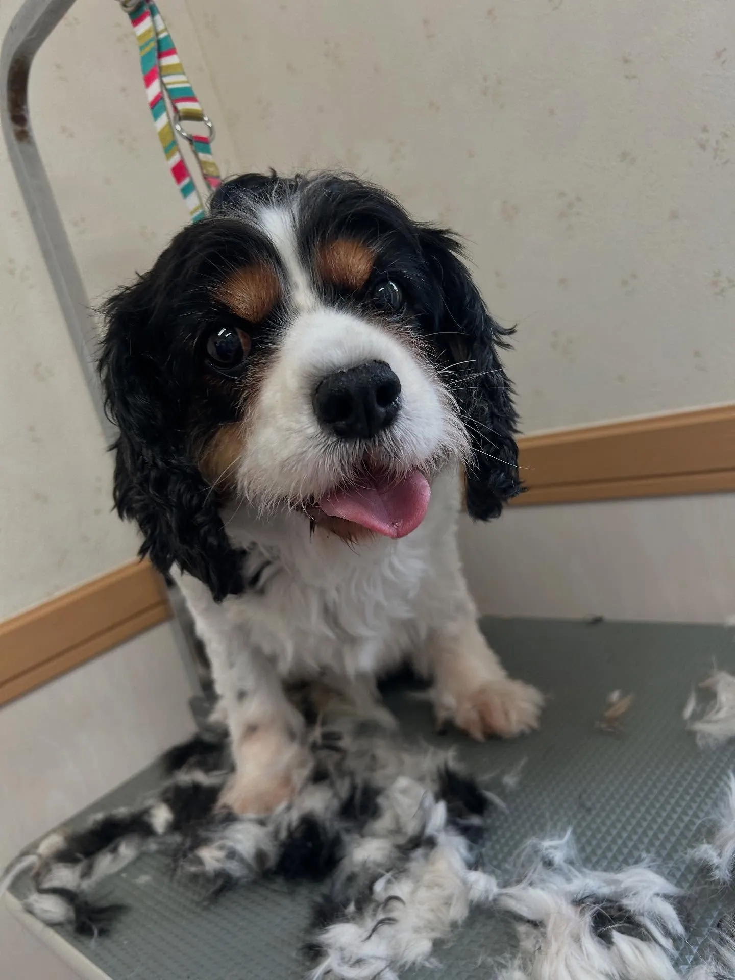 犬のトリミング✂️
