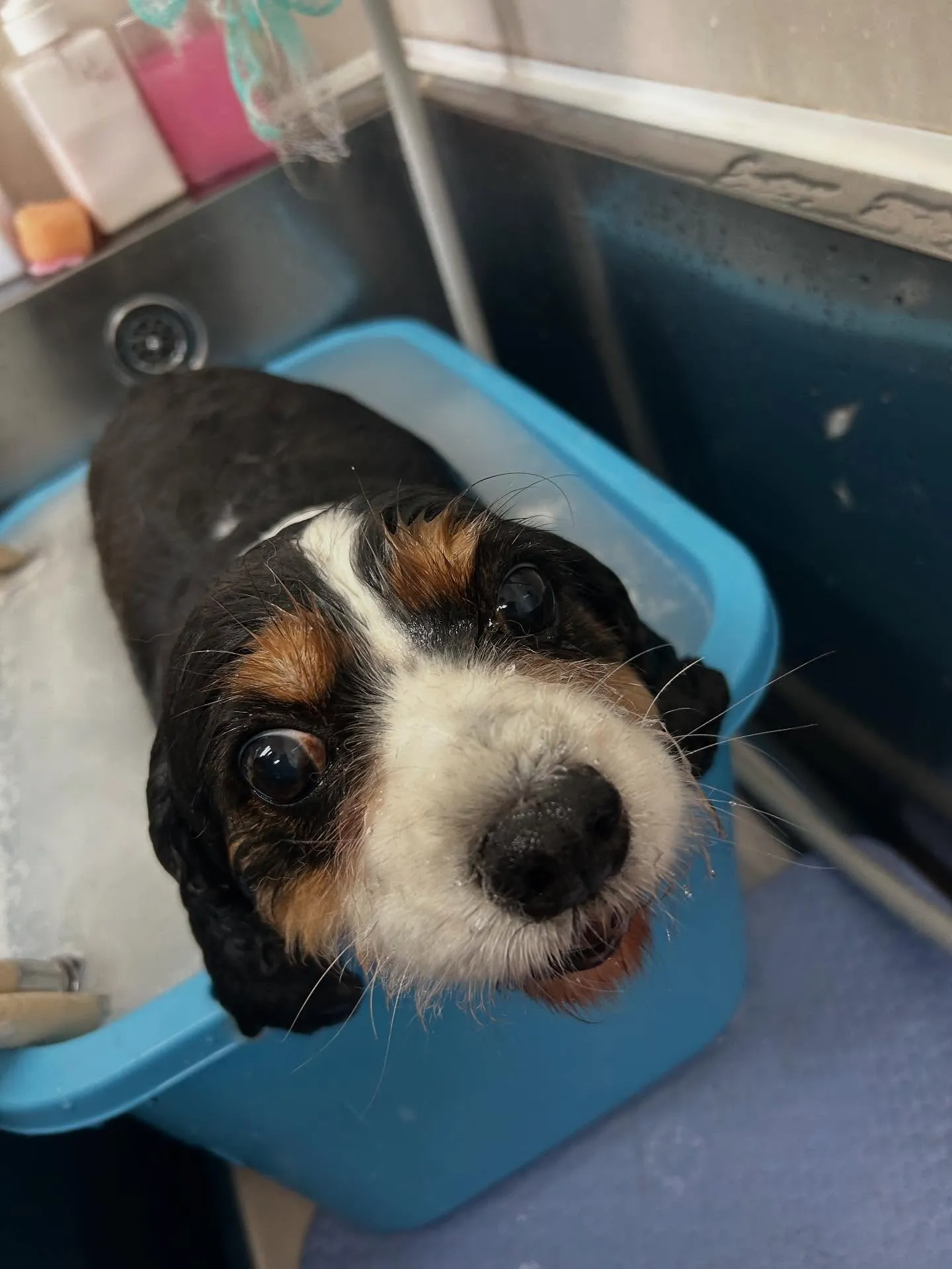犬のトリミング✂️