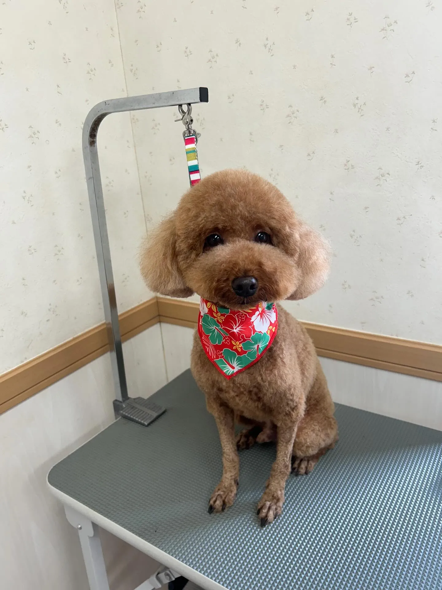 犬のトリミング✂️