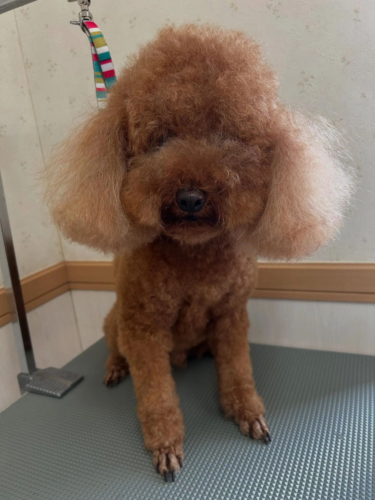 犬のトリミング✂️